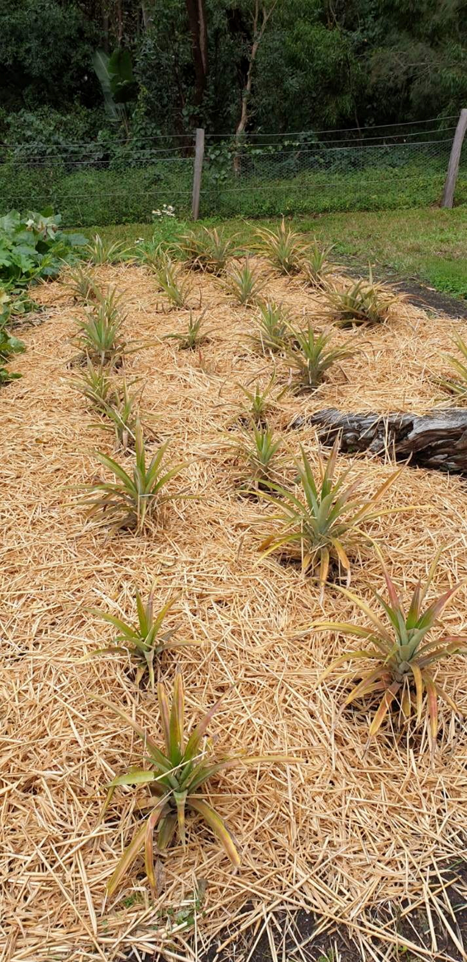 Rows of pineapple plants.