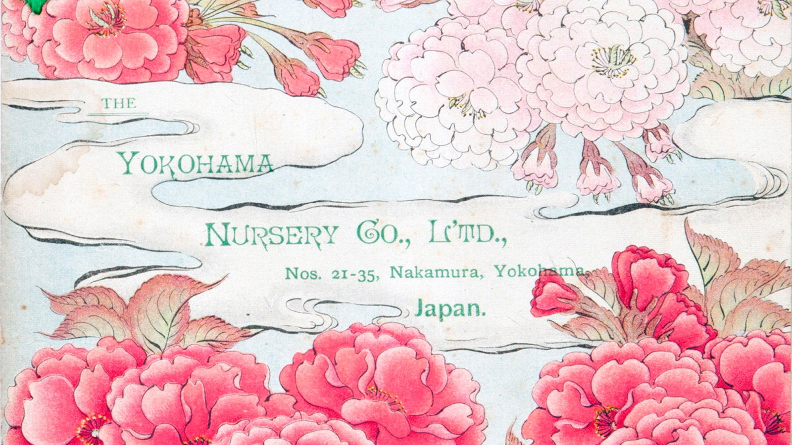 Picture from the Yokohama Nursery Company