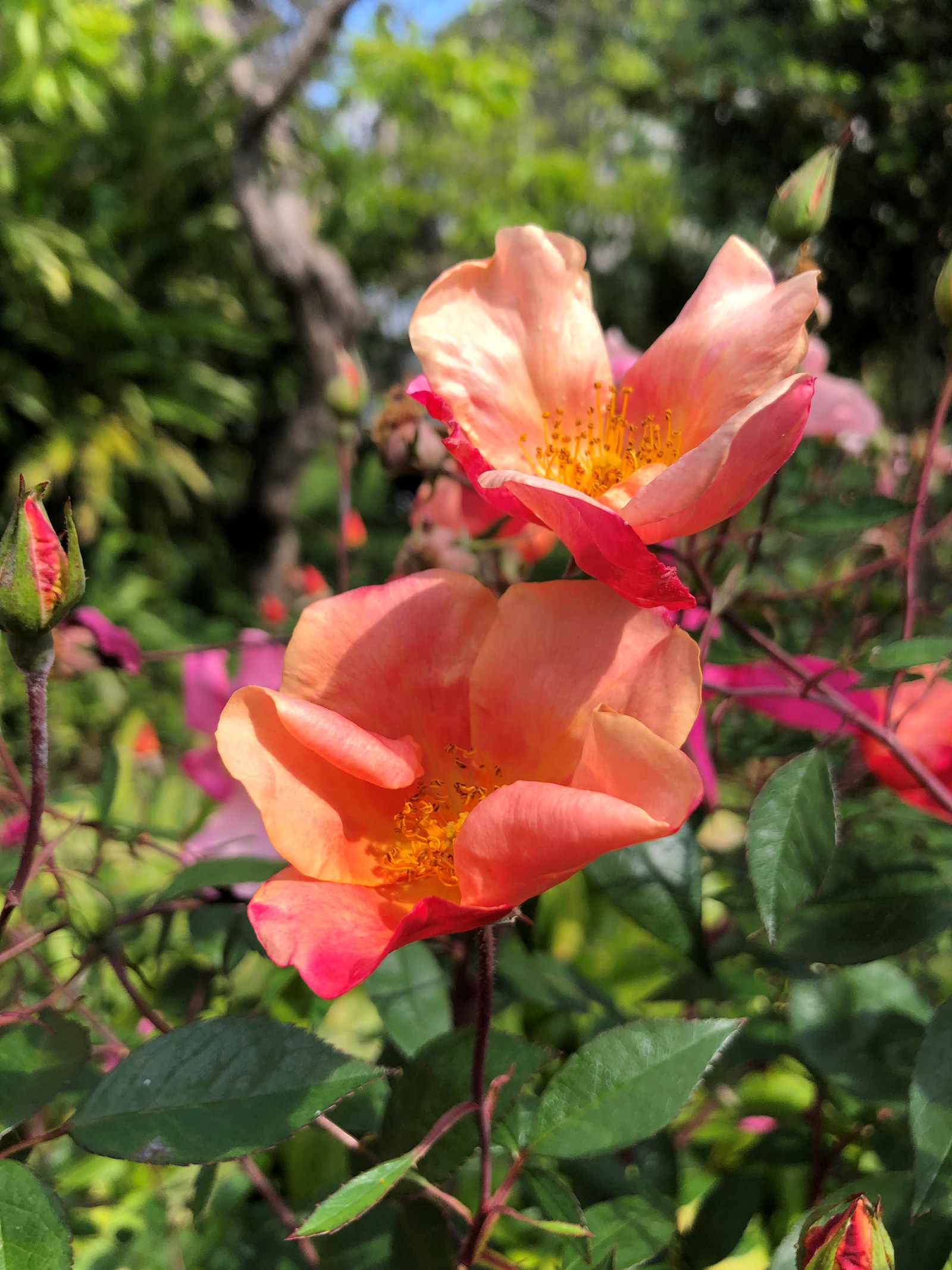 the pink apricot coloured rose or rosa mutabilis at Elizabeth farm with central yellow stamens