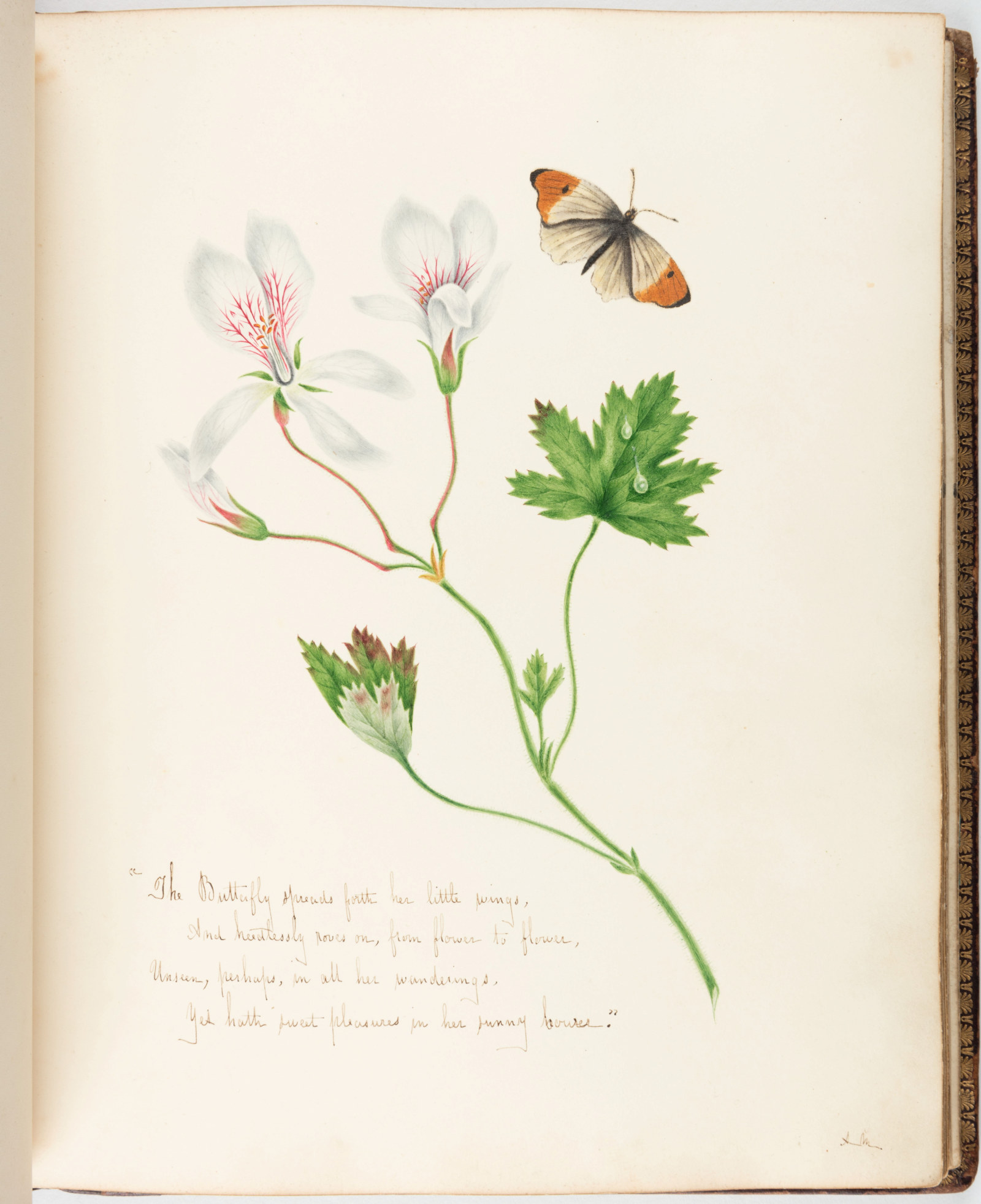 Botanical illustration with butterfly