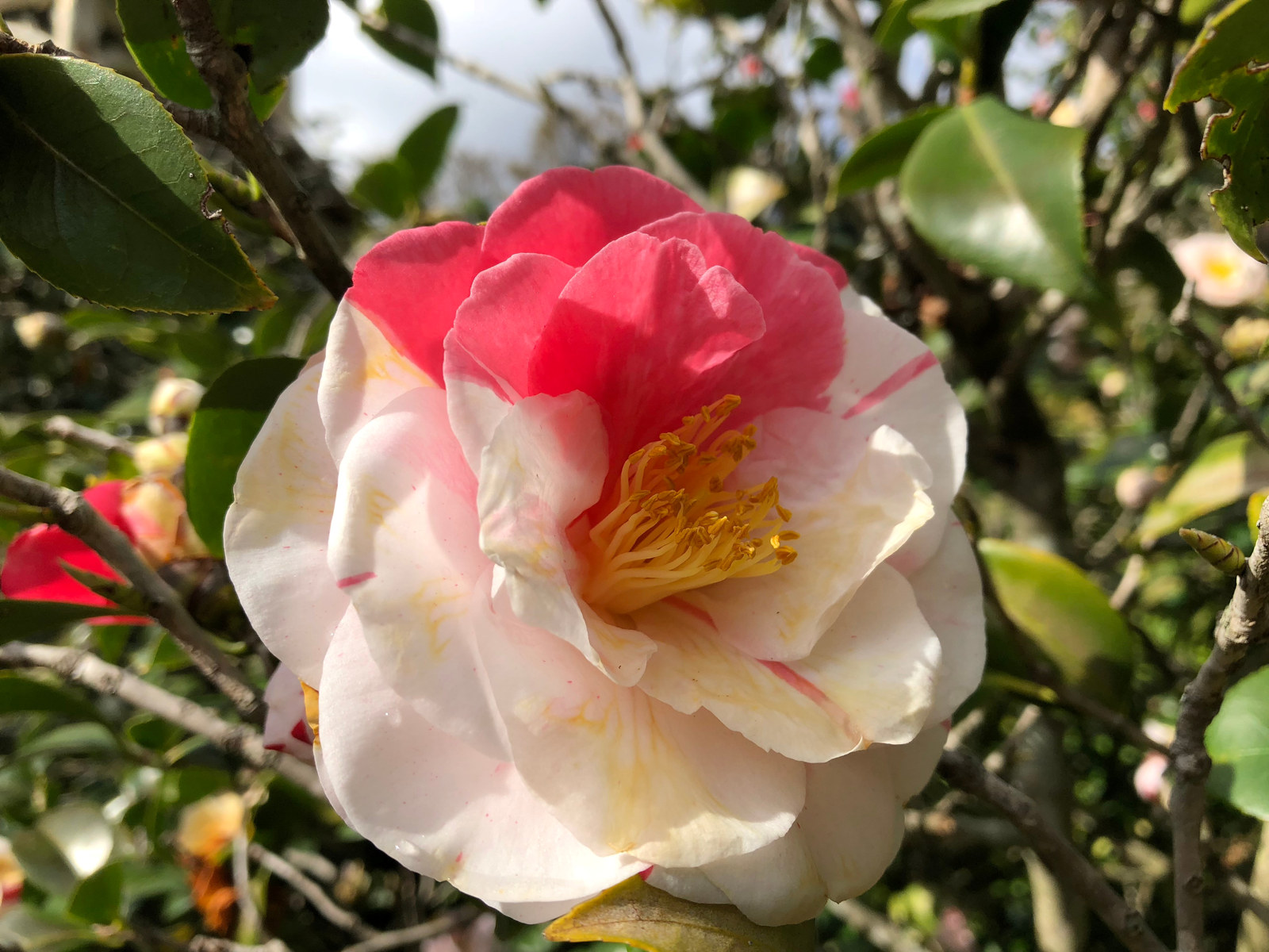The interesting coloring of white and pink from the camellia 'Jean Lyne' flower At Vaucluse House.
