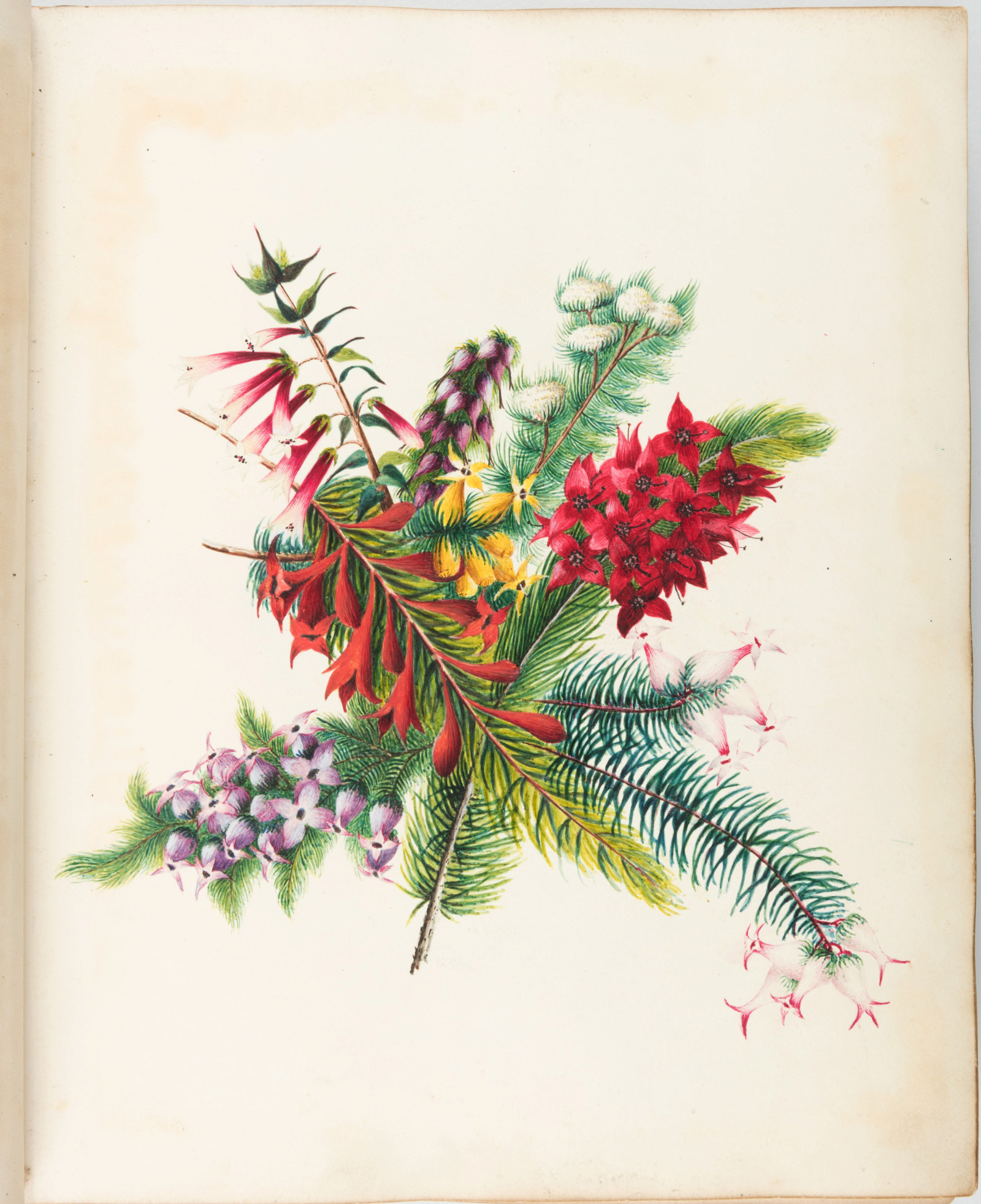 Illustration of a bouquet of Australian native flowers