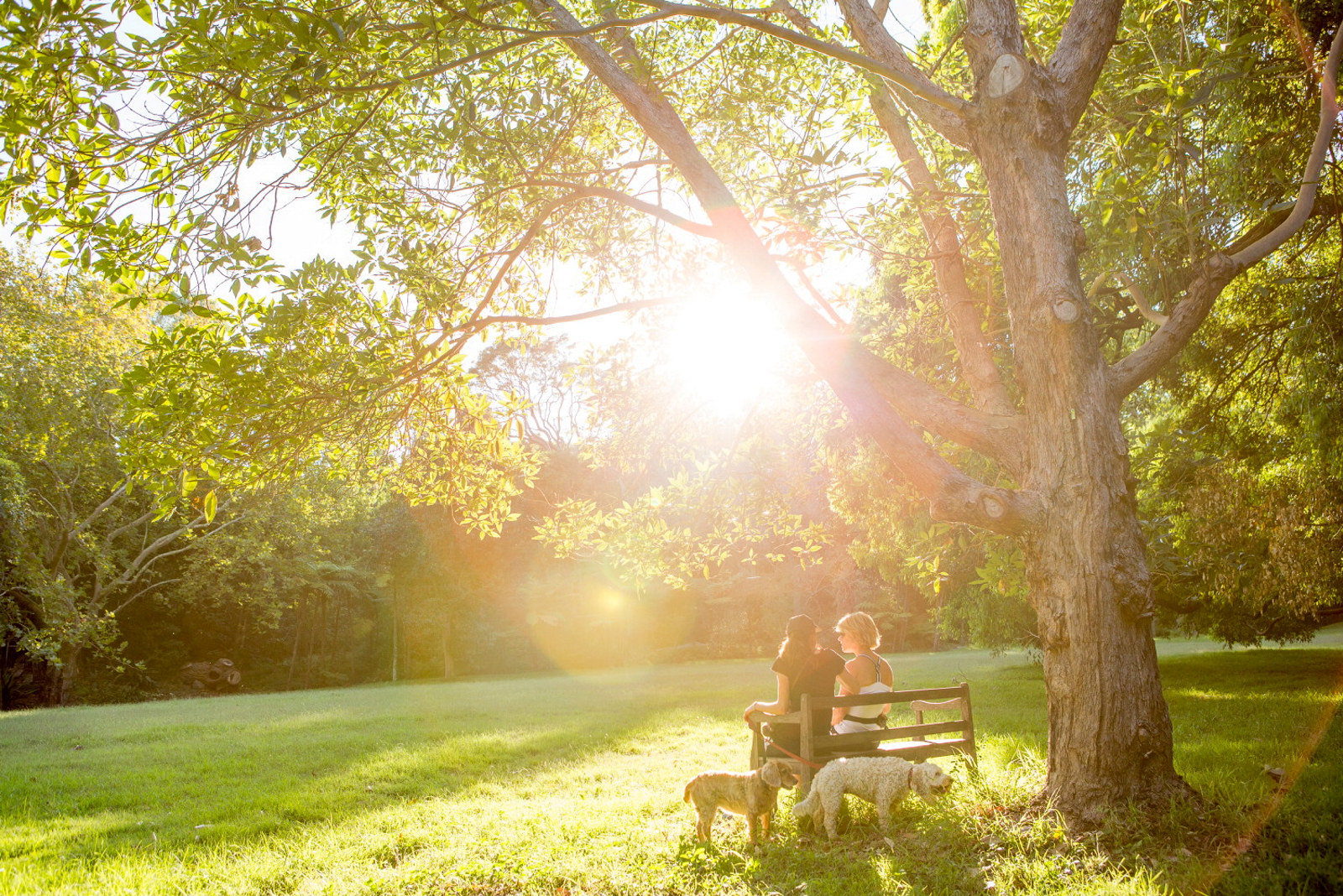 Two people sitting on backlit bench under tree with dogs.
