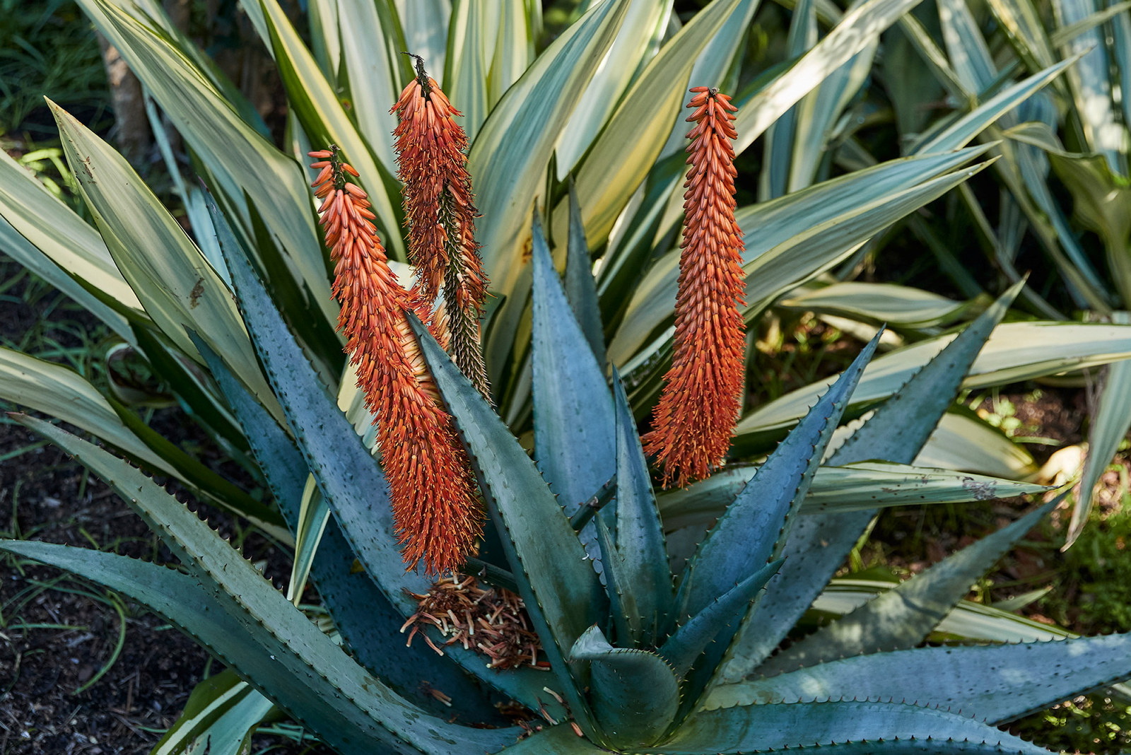 Serrated edged spiked leaves with orange flower spikes.