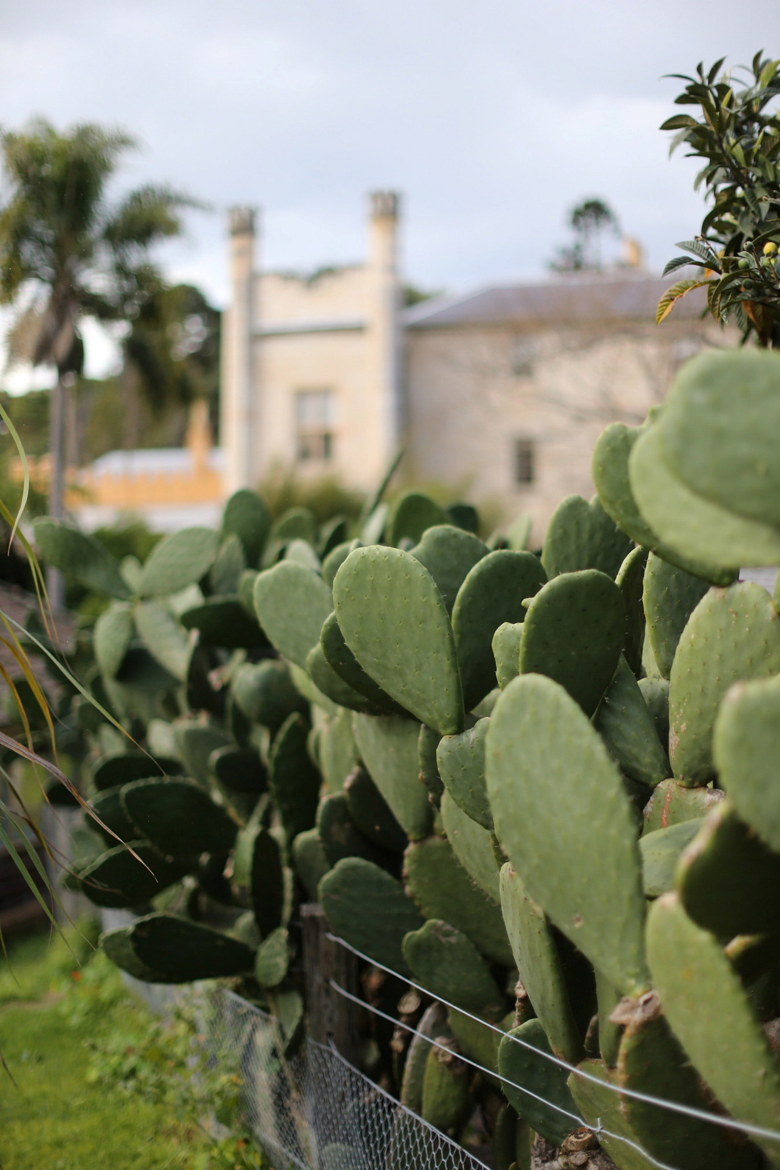Prickly pear hedge with Vaucluse House in the background