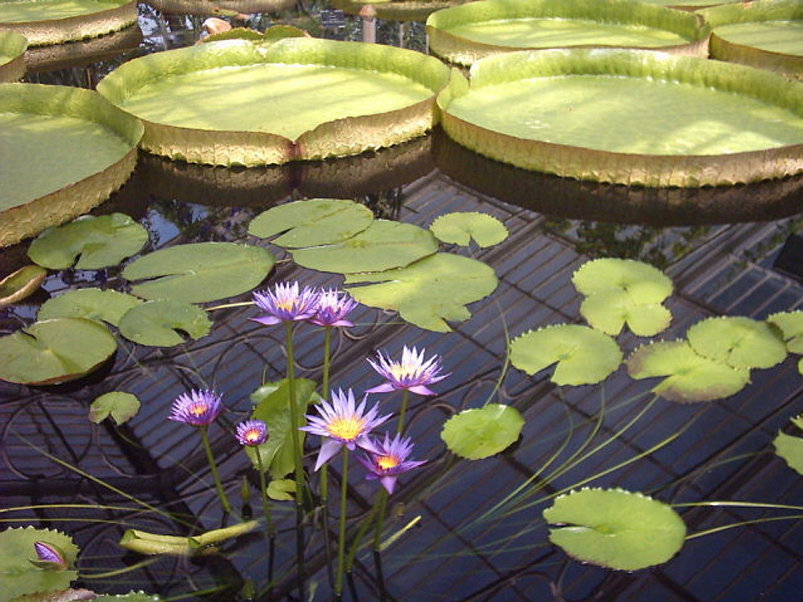 Big round green Waterlily platters float on the surface of the water with some purple flowers in the foreground.