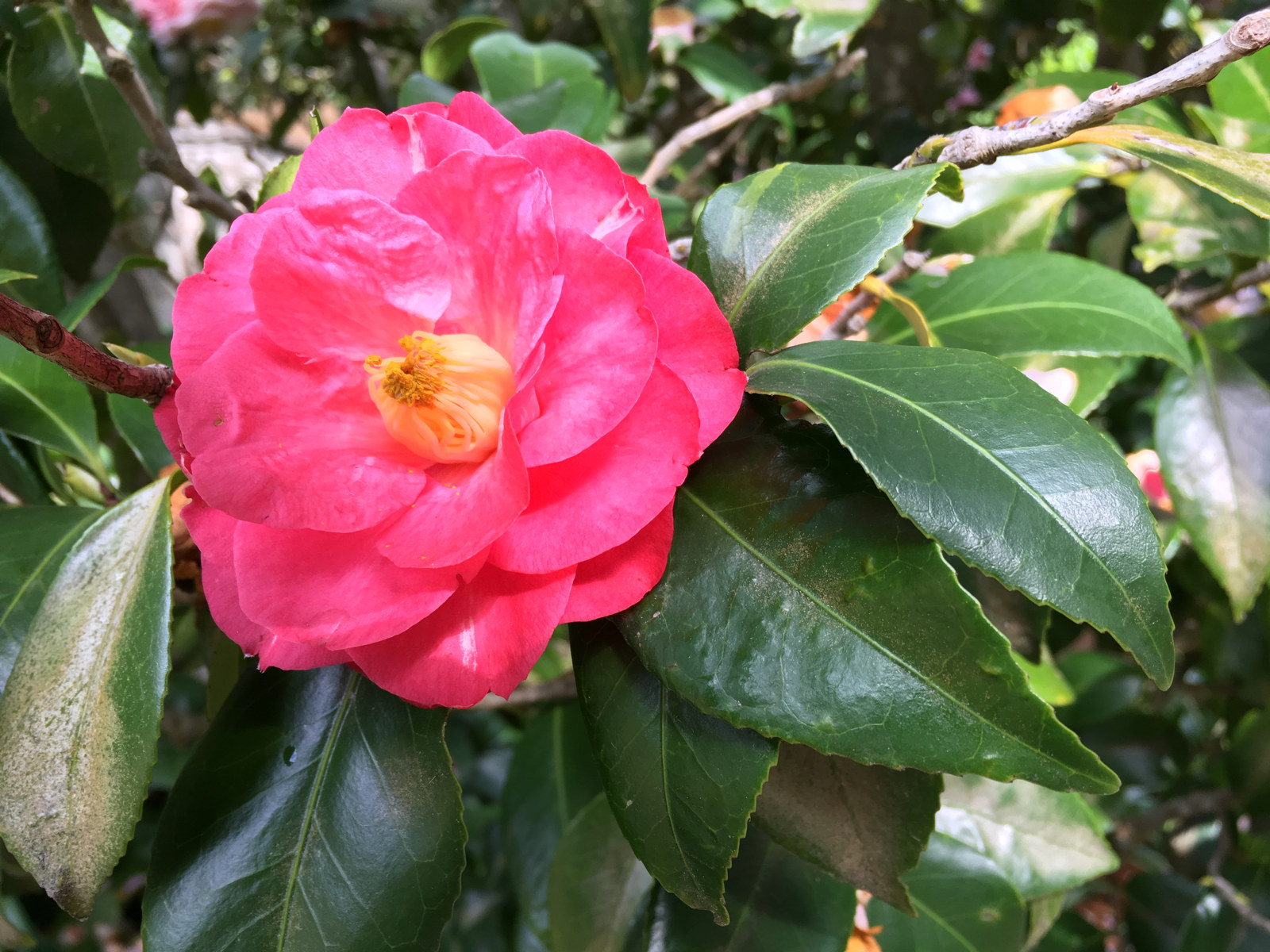 the flower of Camellia japonica 'Jean Lyne' at Vaucluse house