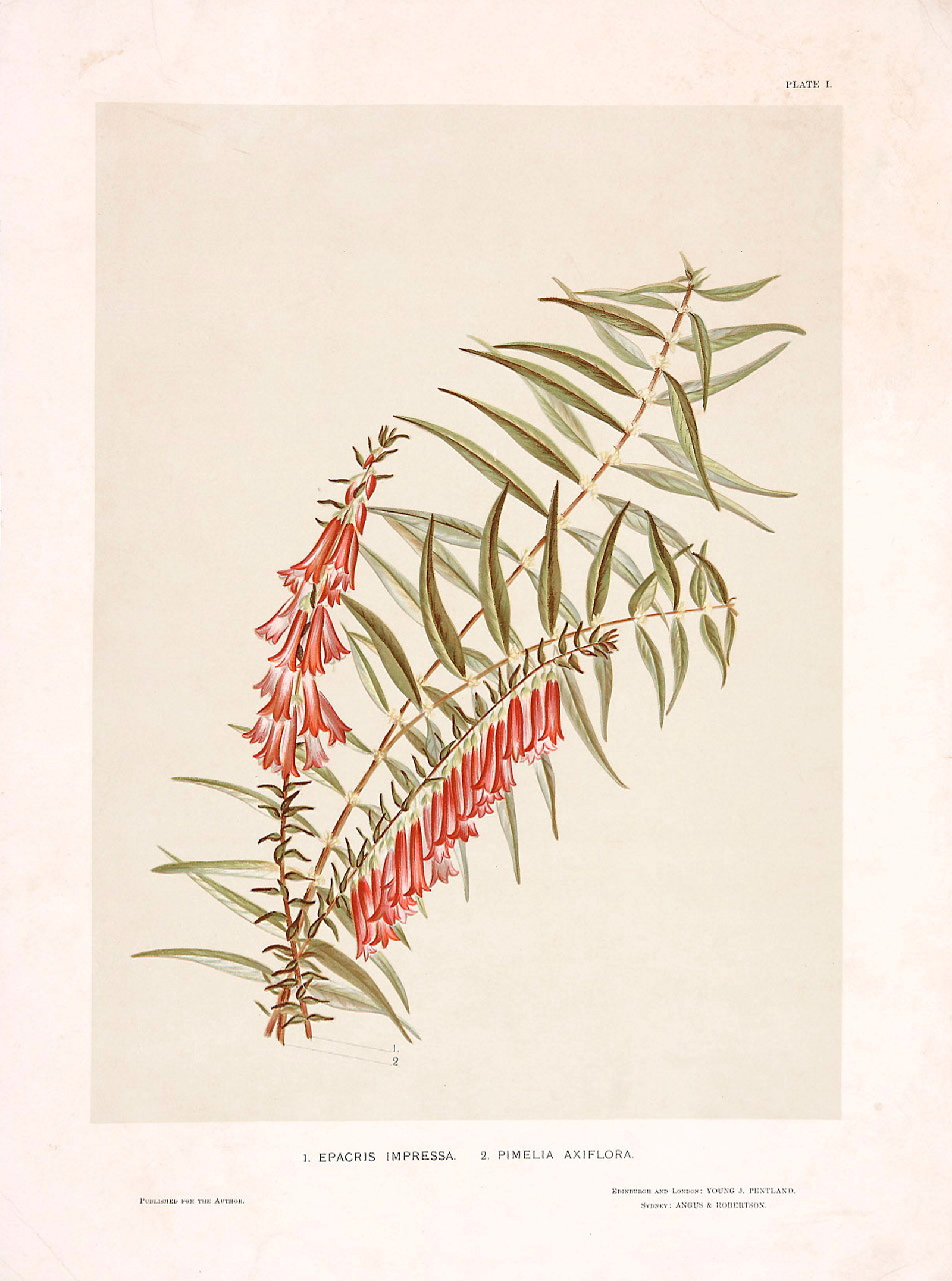 Print from book of red wildflowers.