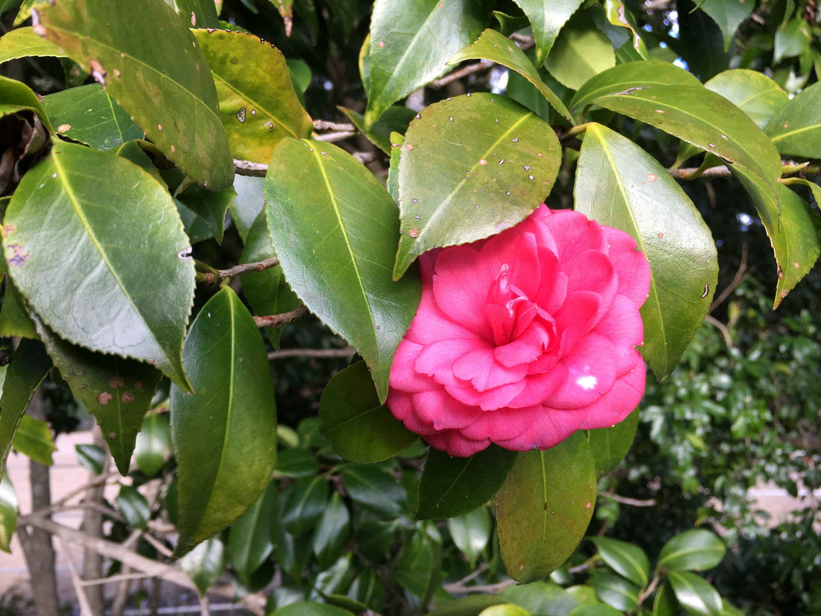 Camellia japonica 'C.M Hovey'. at Vaucluse house is a semi-formal double red/pink cultivar