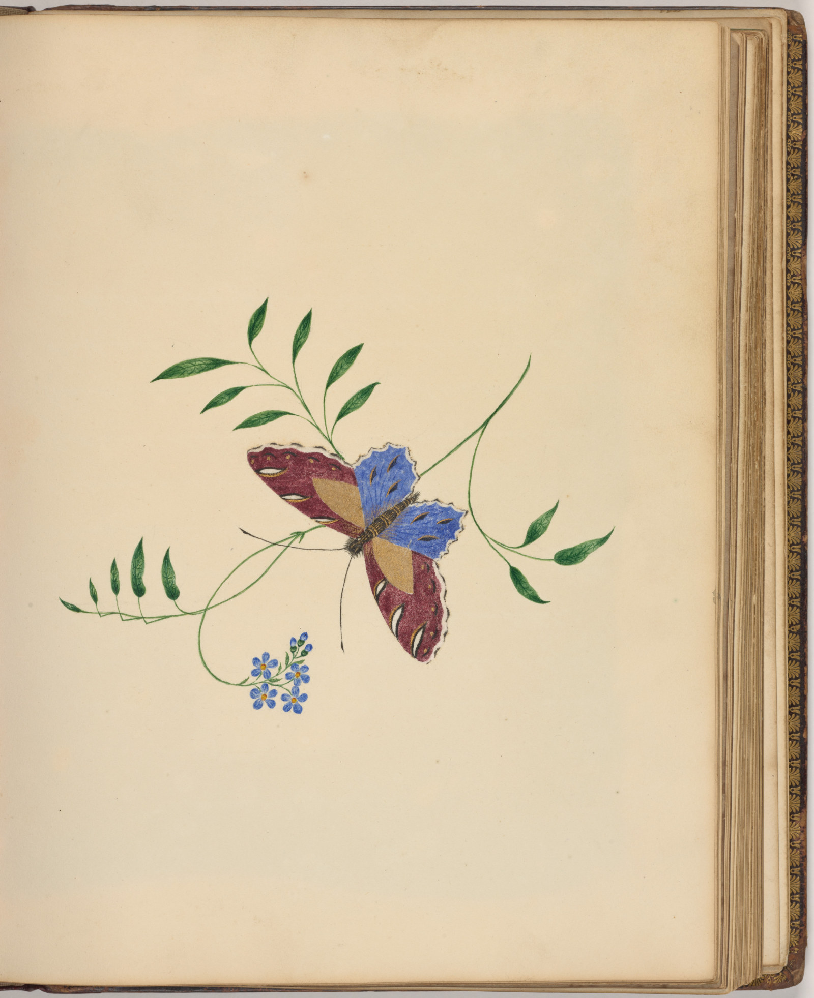 Botanical illustration of a butterfly
