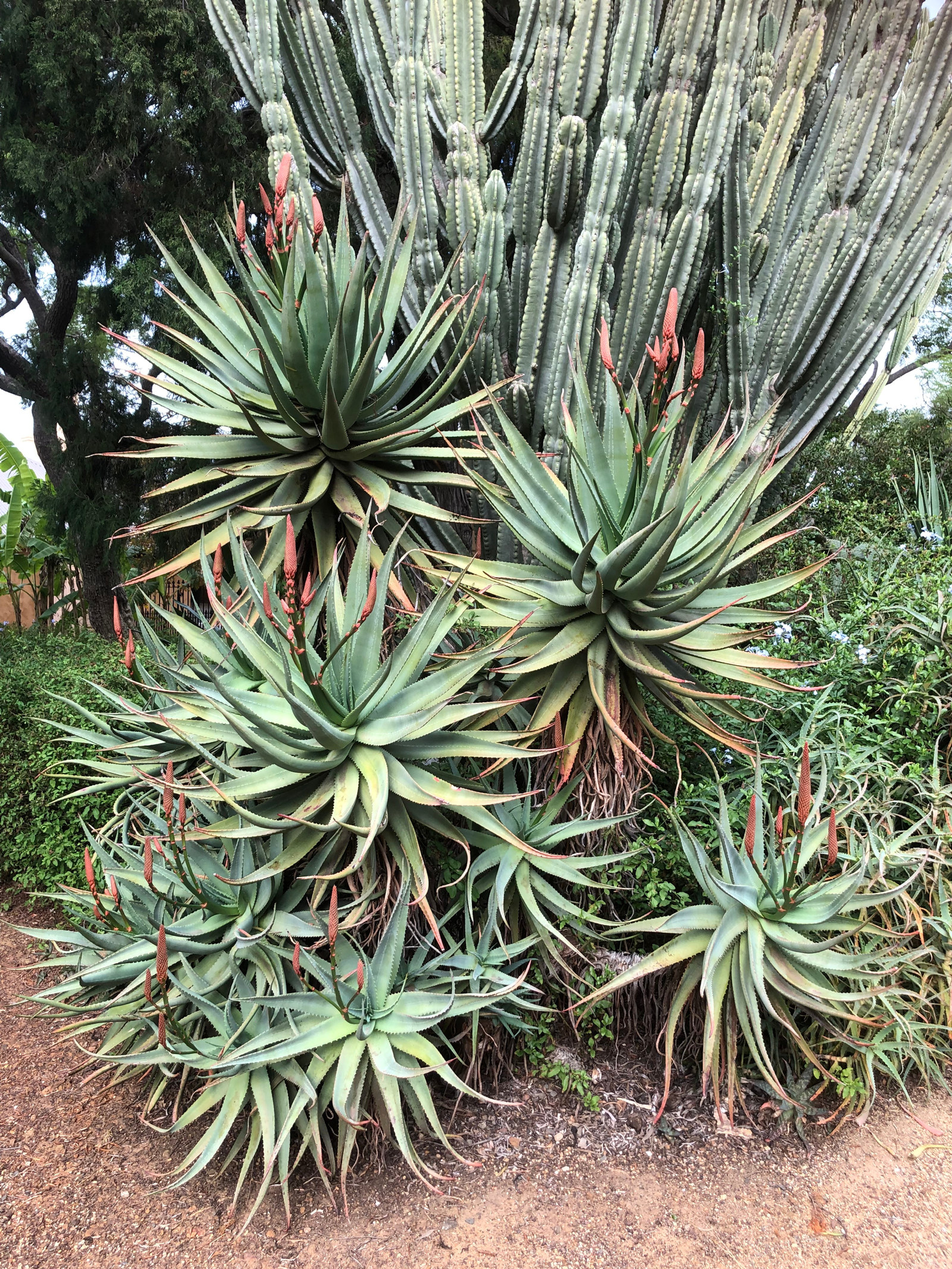 the large pastel green clump of Aloe arborescens is beginning to send out its red-orange flower spikes at Elizabeth Farm