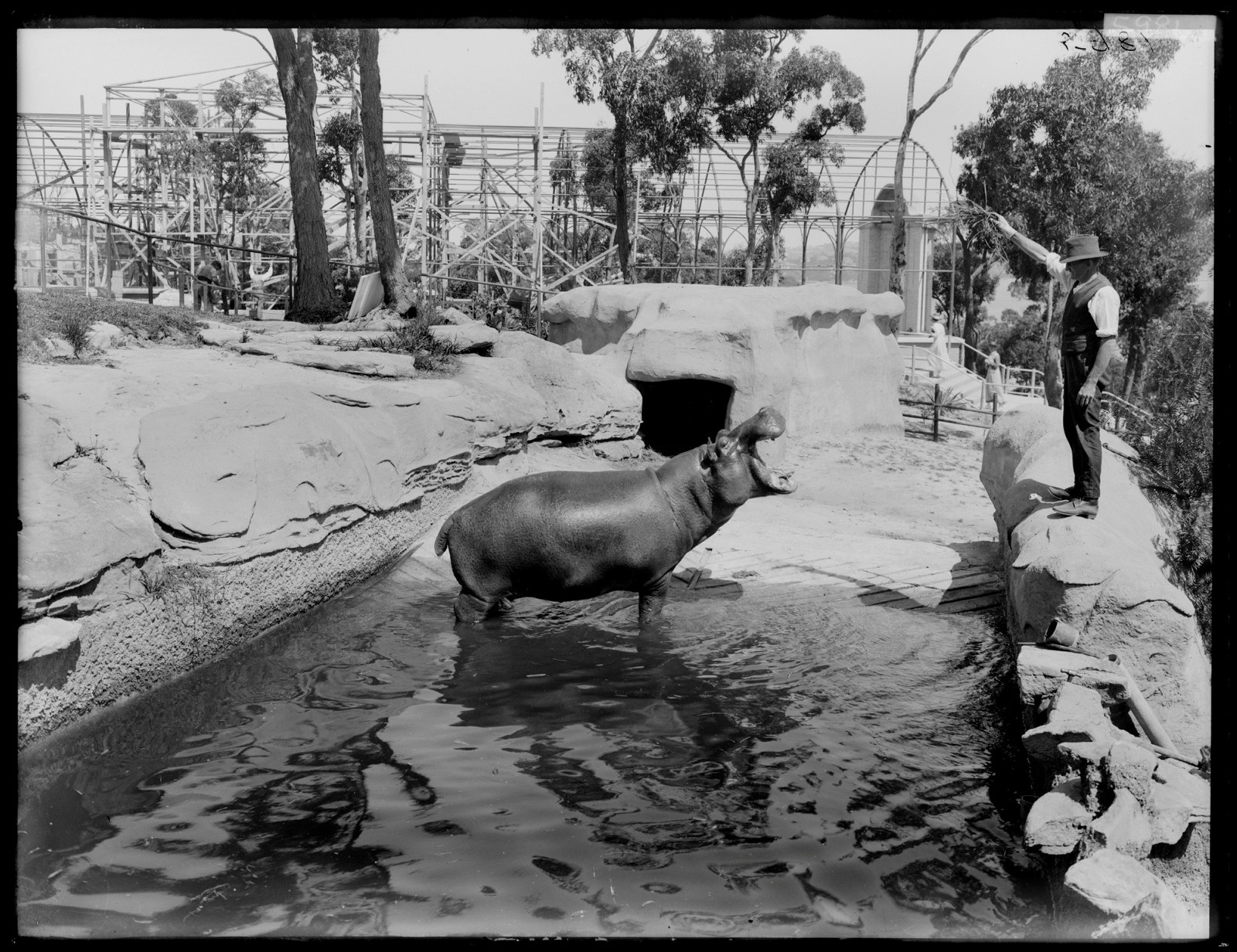 Hippopotamus, Taronga Zoological Park