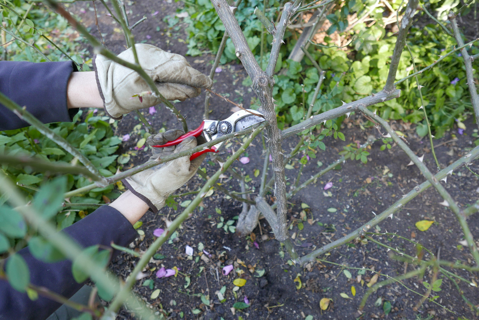 Sharp clean secateurs remove deadwood from a rose at Vaucluse House.