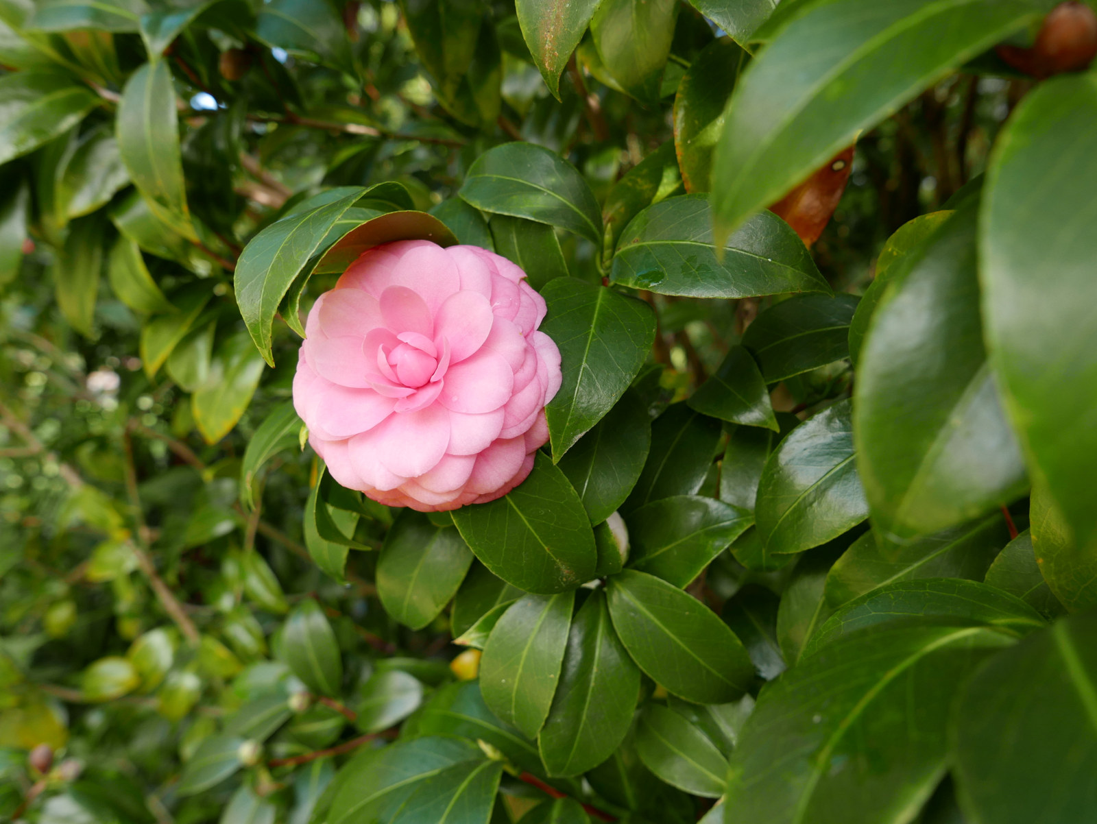 Pale pink bloom of the camellia Virginia Franco variety