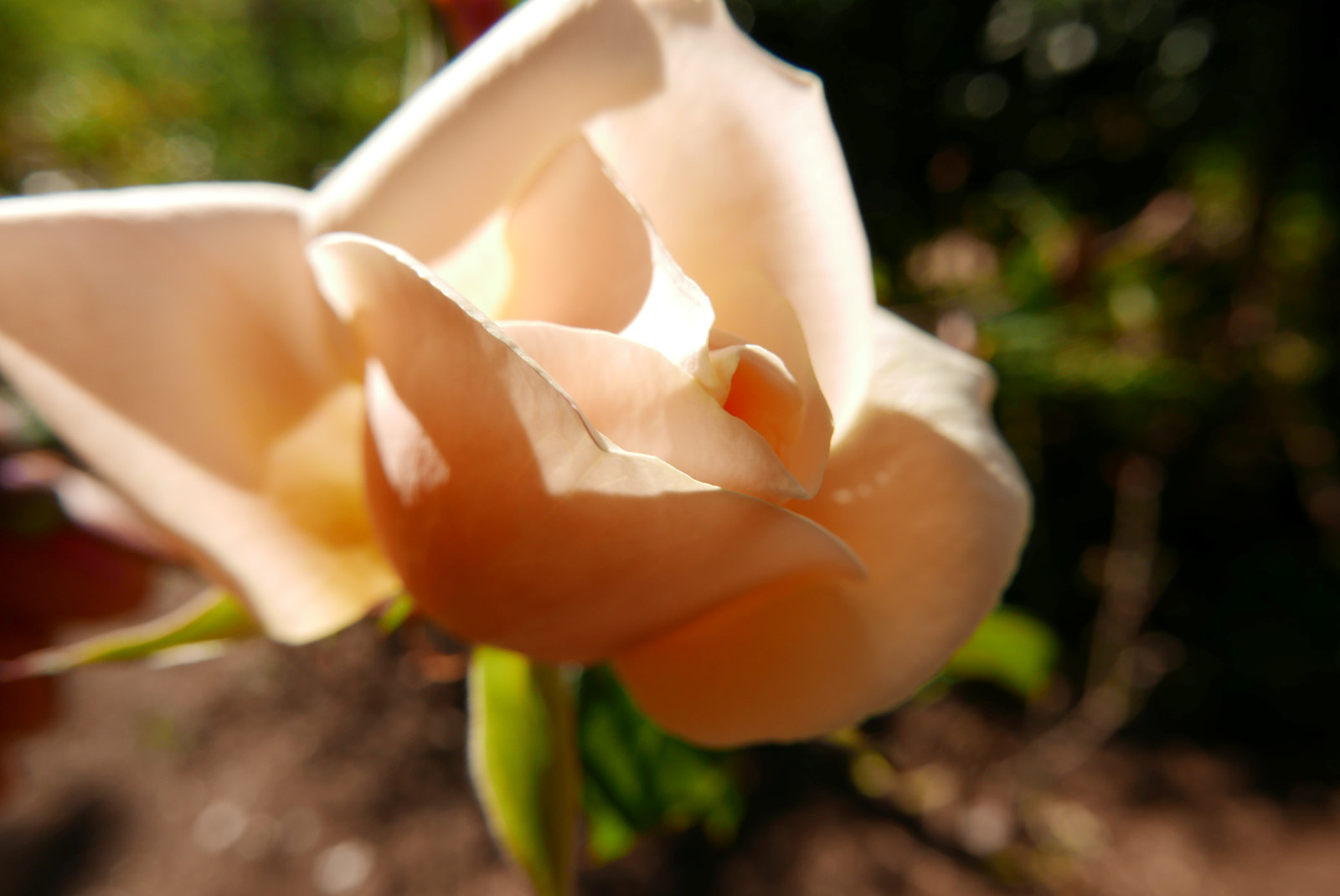 An apricot rose found at Vaucluse House.