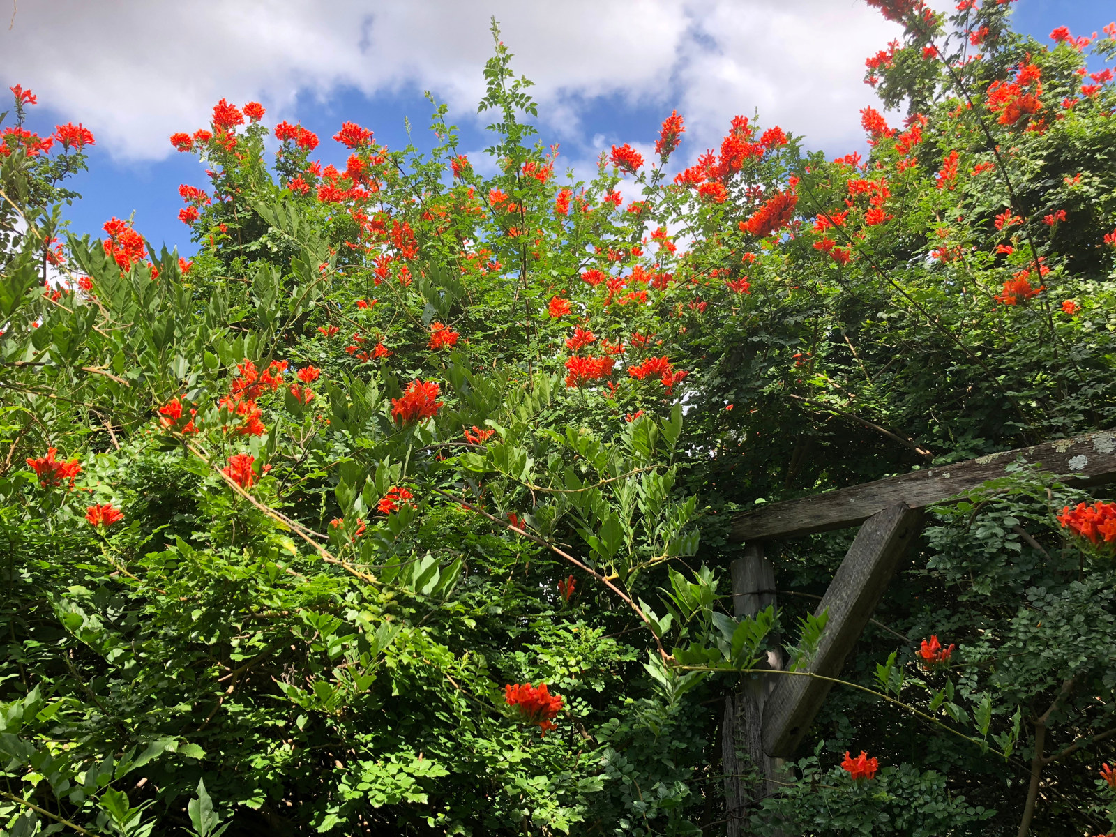 Bright orange-red flowers surround the shiny green foliage of the Tecoma crowing over the timber arbour at Rouse Hill House and Farm