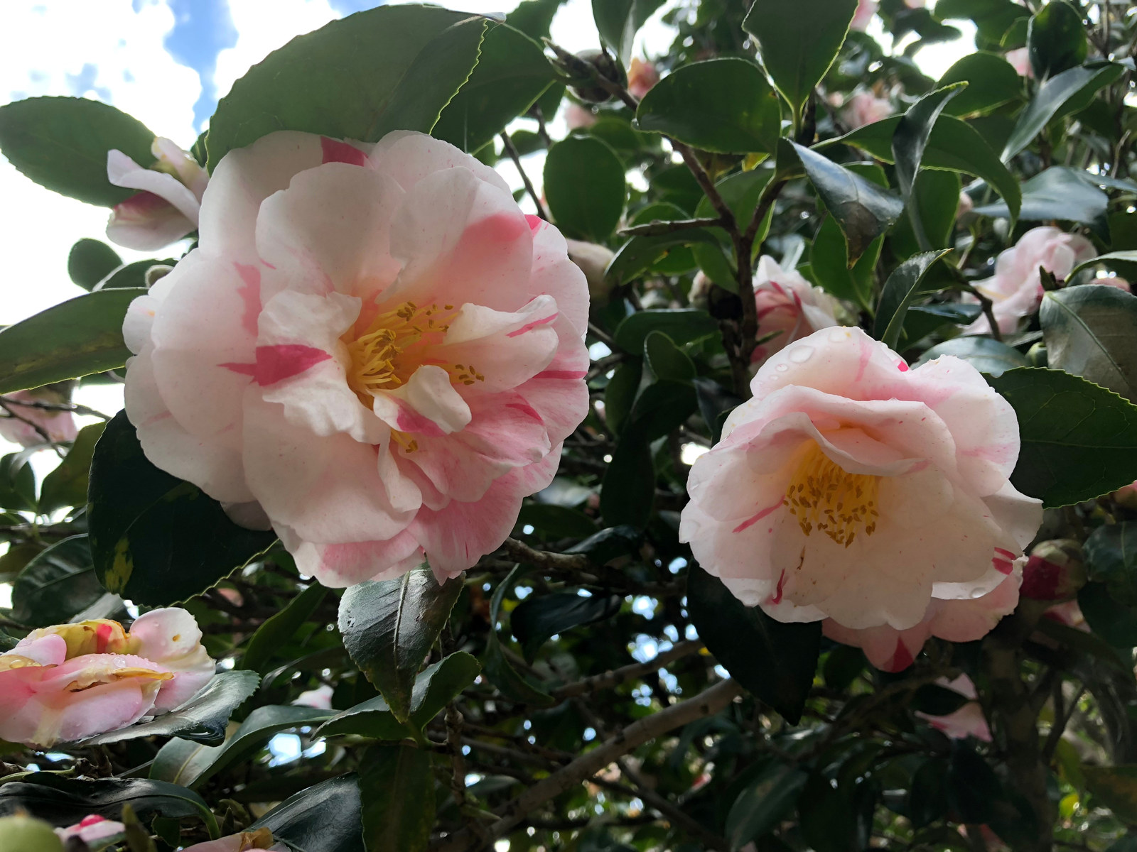 Camellia japonica 'Jean Lyne' in flower at Vaucluse House, showing flower patterning of pinks and whites.