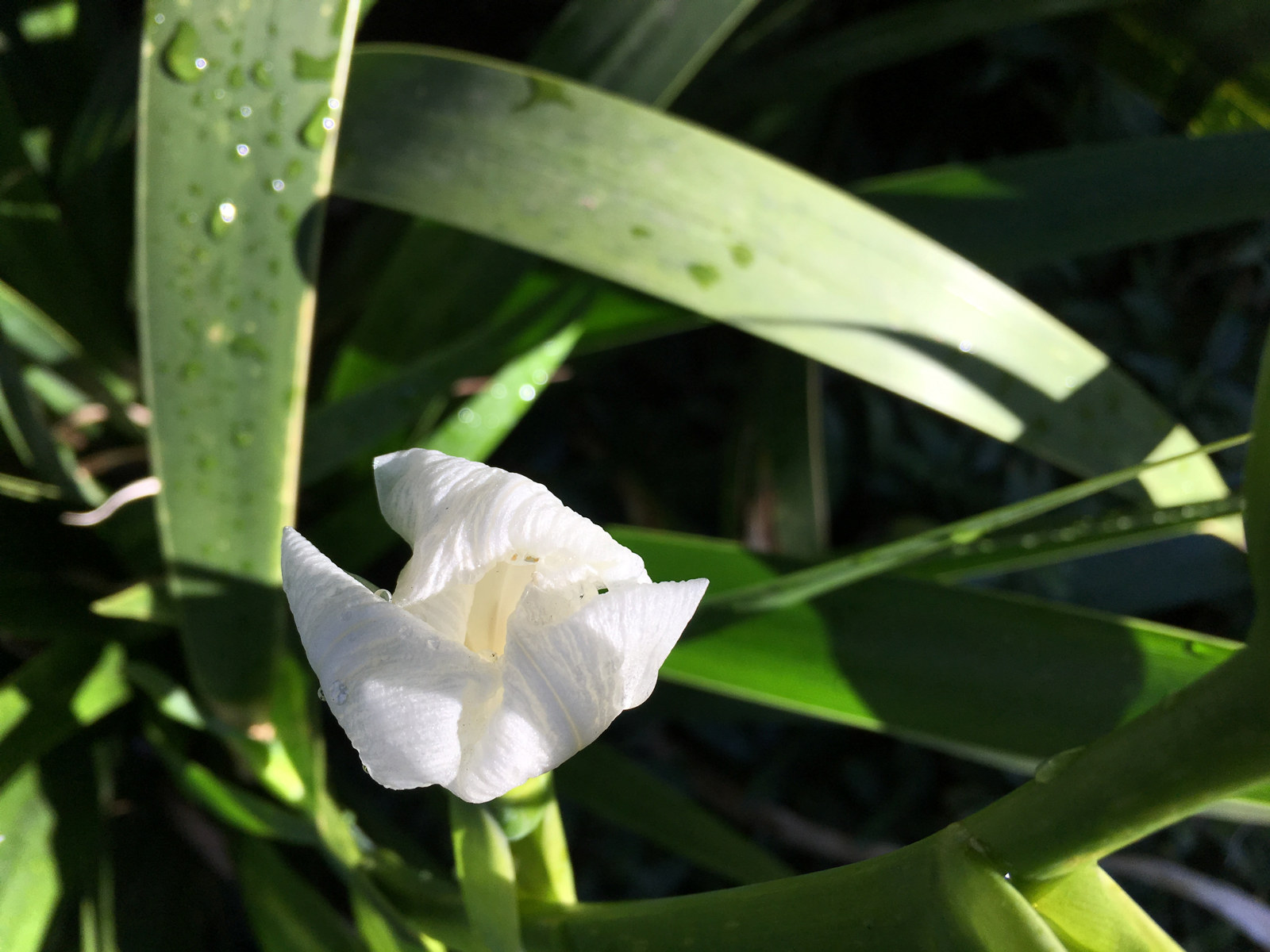 the flower of dietes robinsoniana opening in the morning sunshine