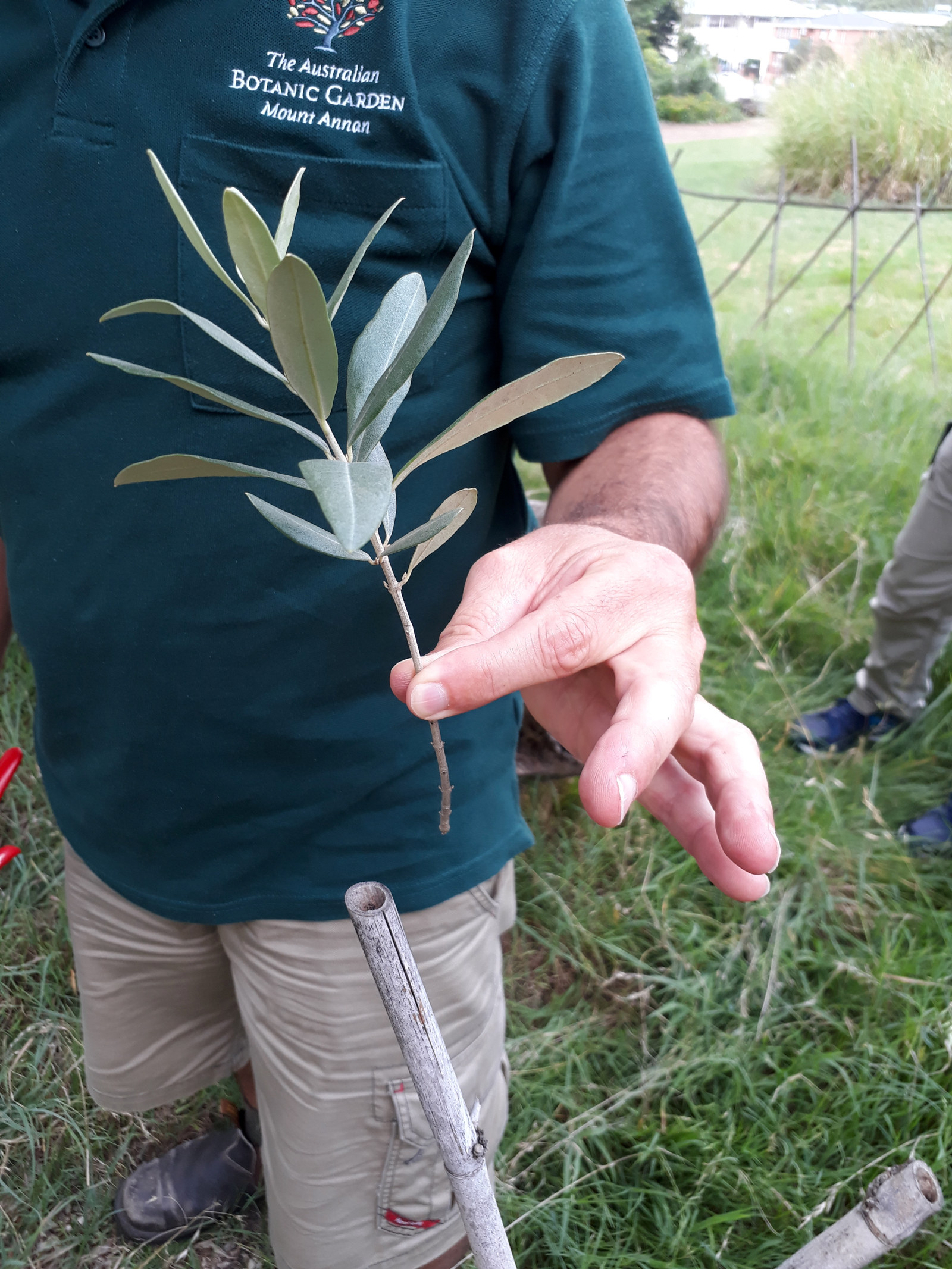 Mark from the Australian Botanic Garden, Mount Annan, shows us the size and type of cutting taken from the Elizabeth Farm Olive tree.