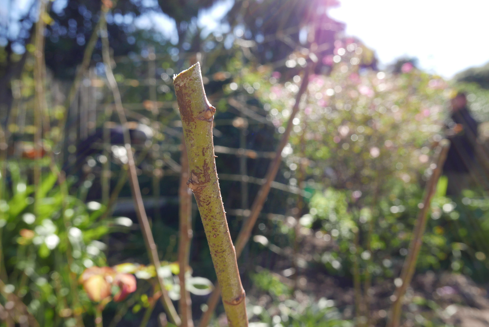 Image showing the rose bush stem freshly cut, with a 45 degree angle away from the bud.