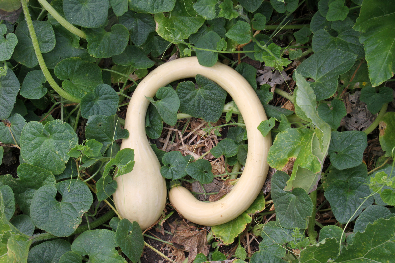 Photograph of a white zucchini on a green background