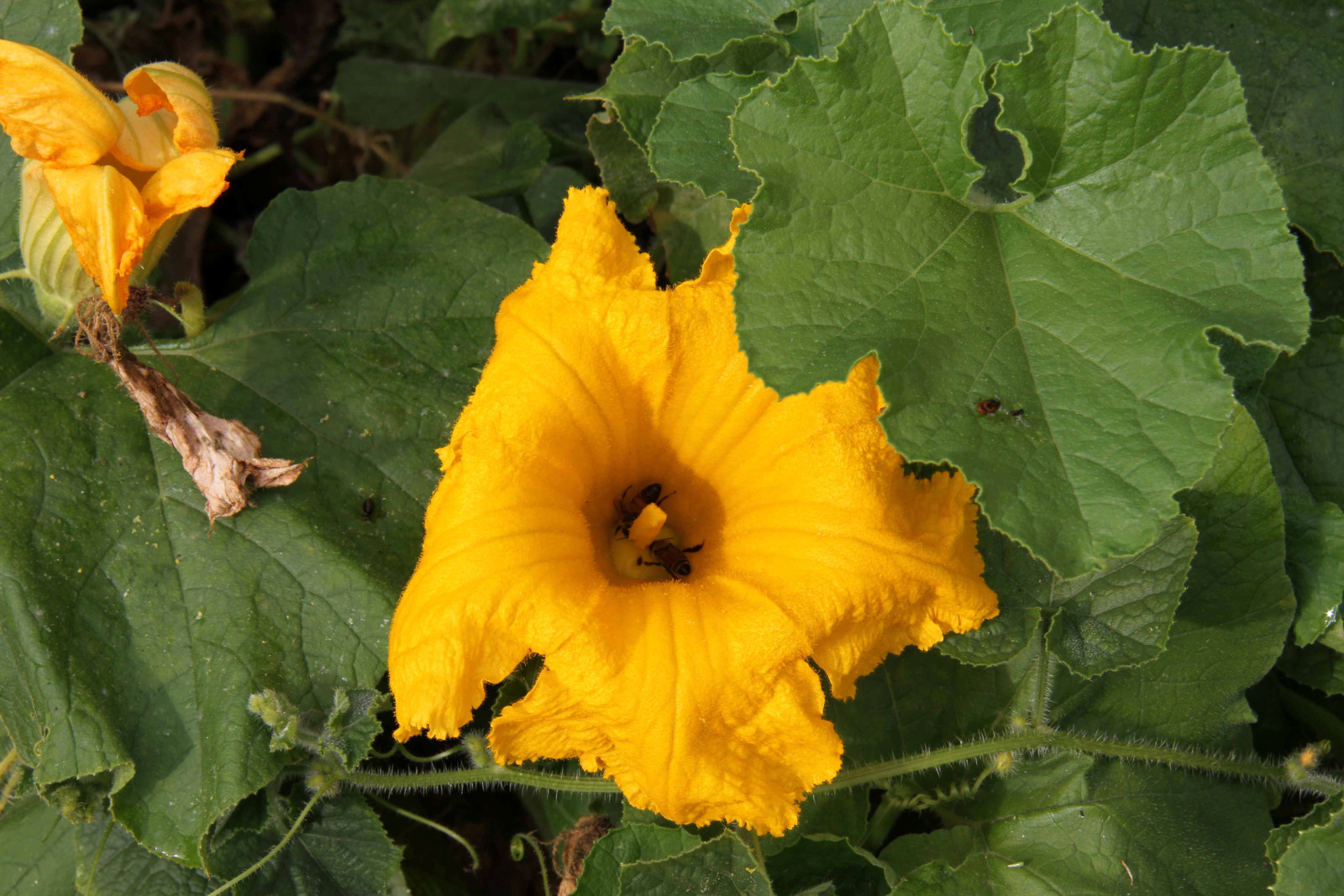 Photograph of a yellow flower on a dark green background