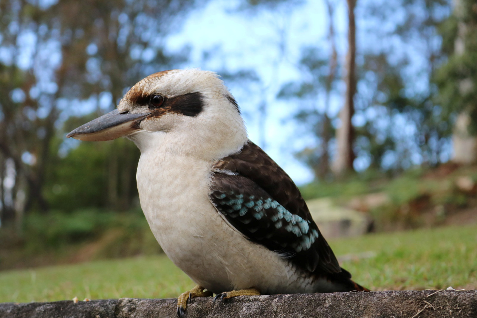 A close up photo of the kookaburra that visited us at Rose Seidler house