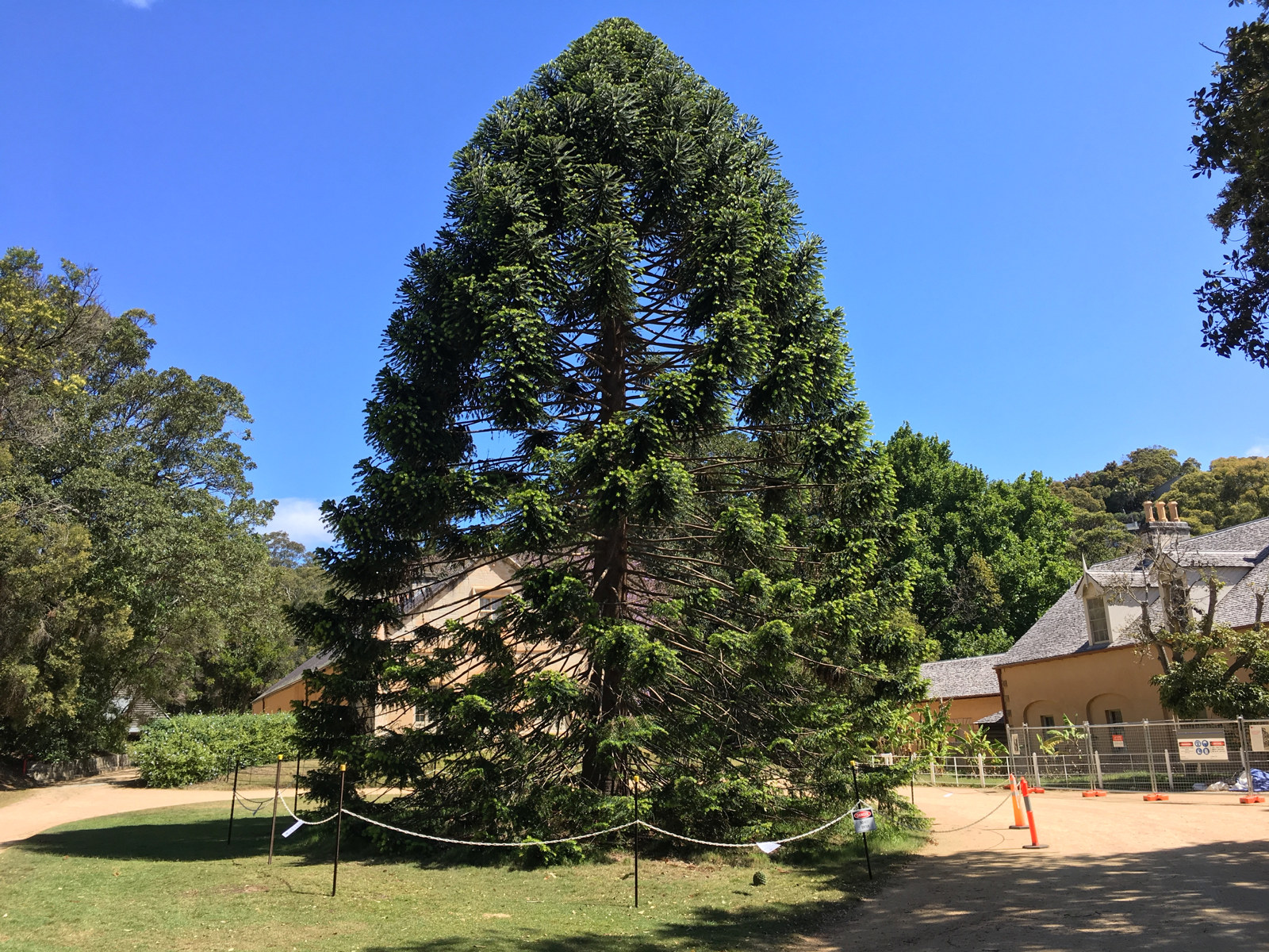 The Bunya Tree at Vaucluse house, showing the exclusion zone around the tree.