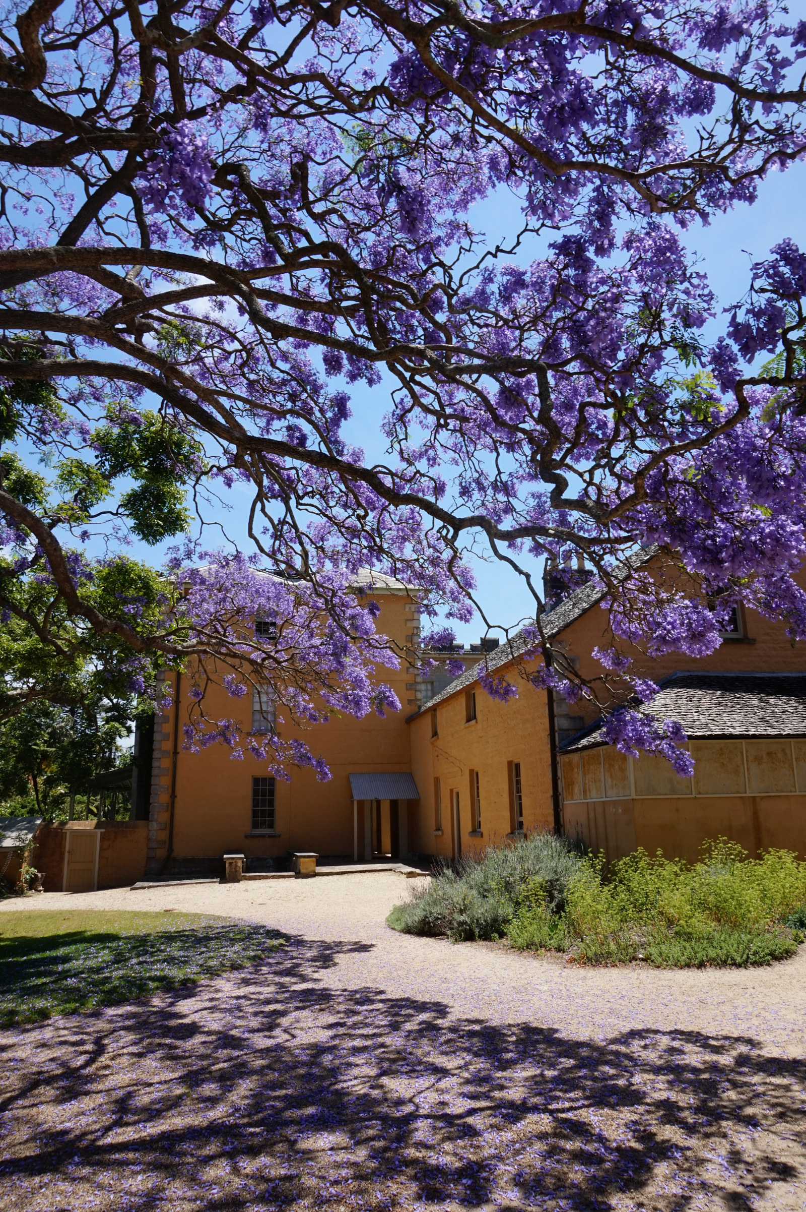 A jacaranda in flower in the courtyard at Vaucluse House.