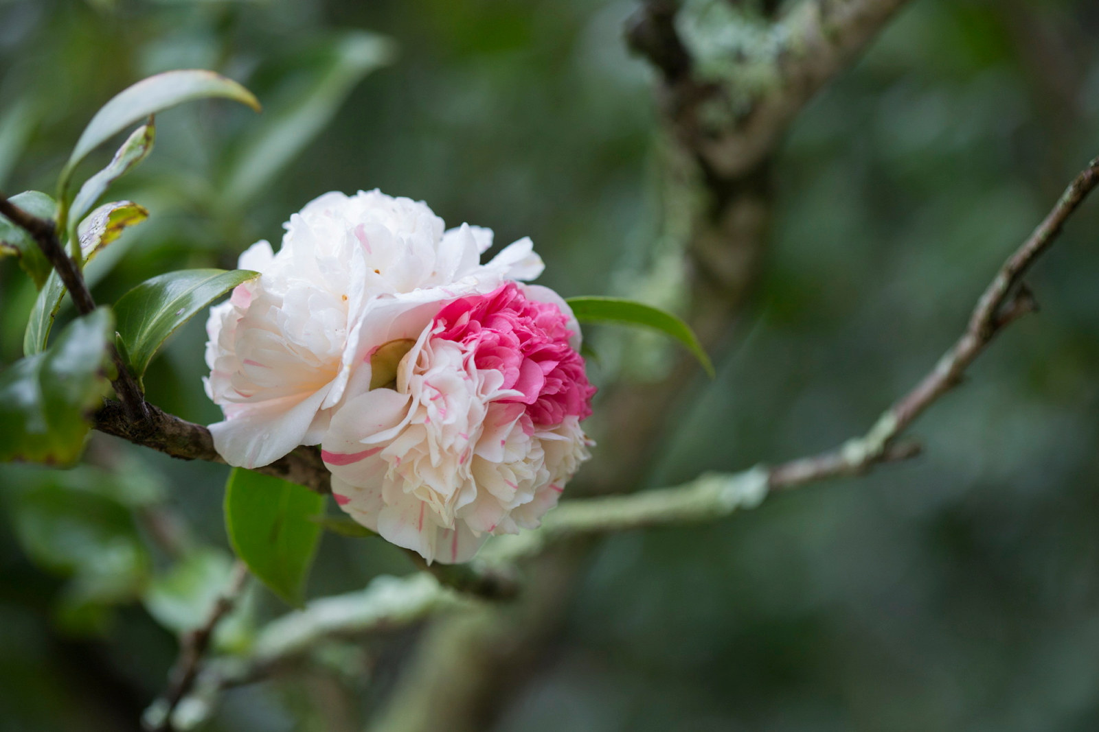 close up of an Aspasia Macarthur camellia bloom at Vaucluse House