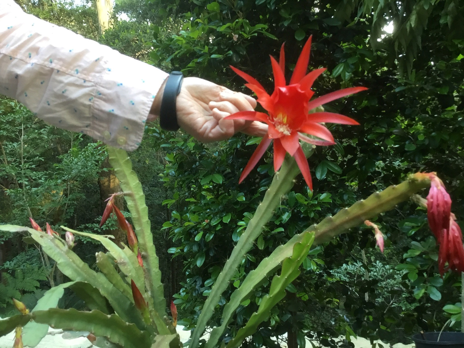 Arm extended with hand holding red spiky flower head.
