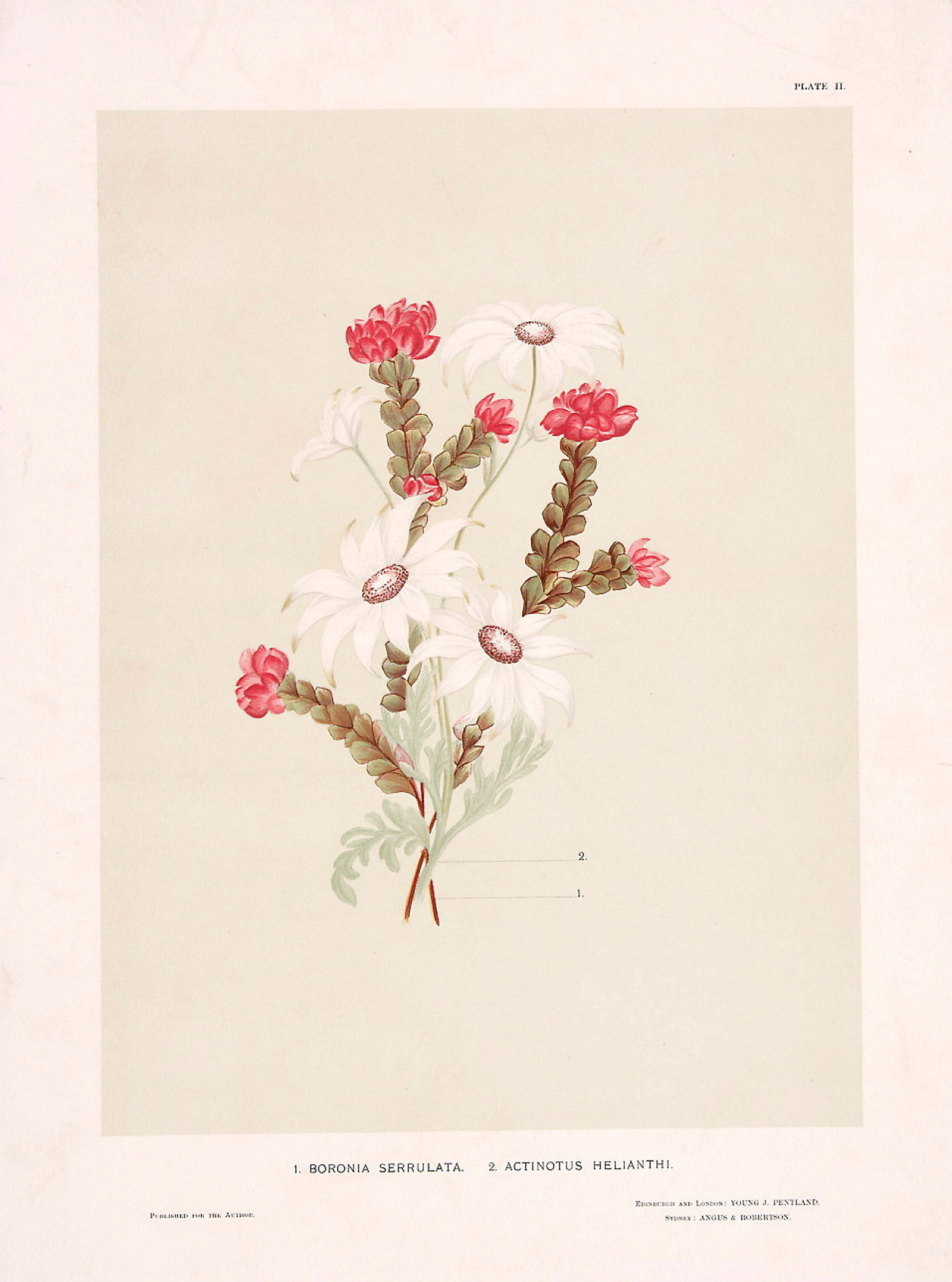Print from book of white and pink wildflowers.