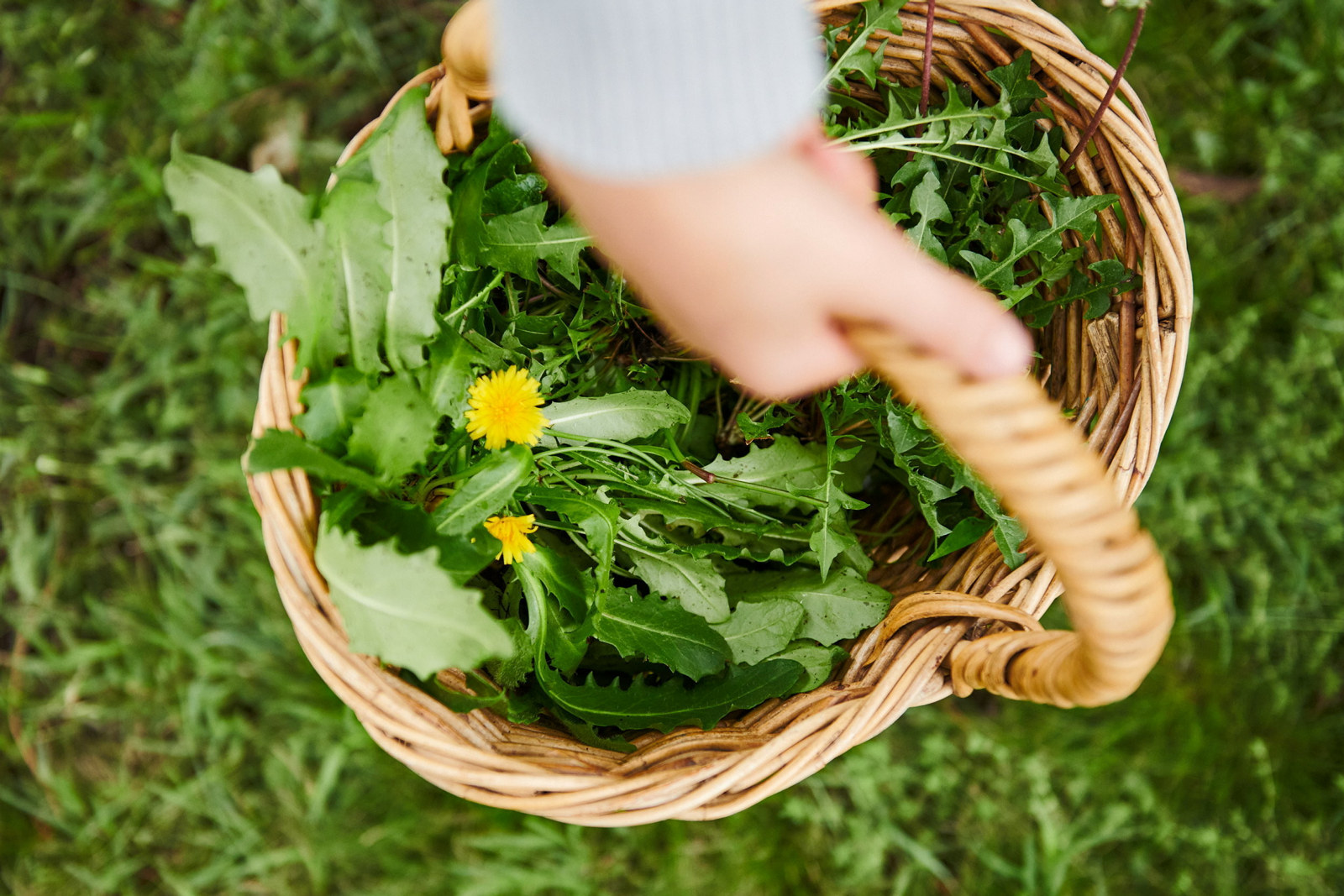 Forage to Feast with Diego Bonetto and Marnee Fox, edible weeds basket