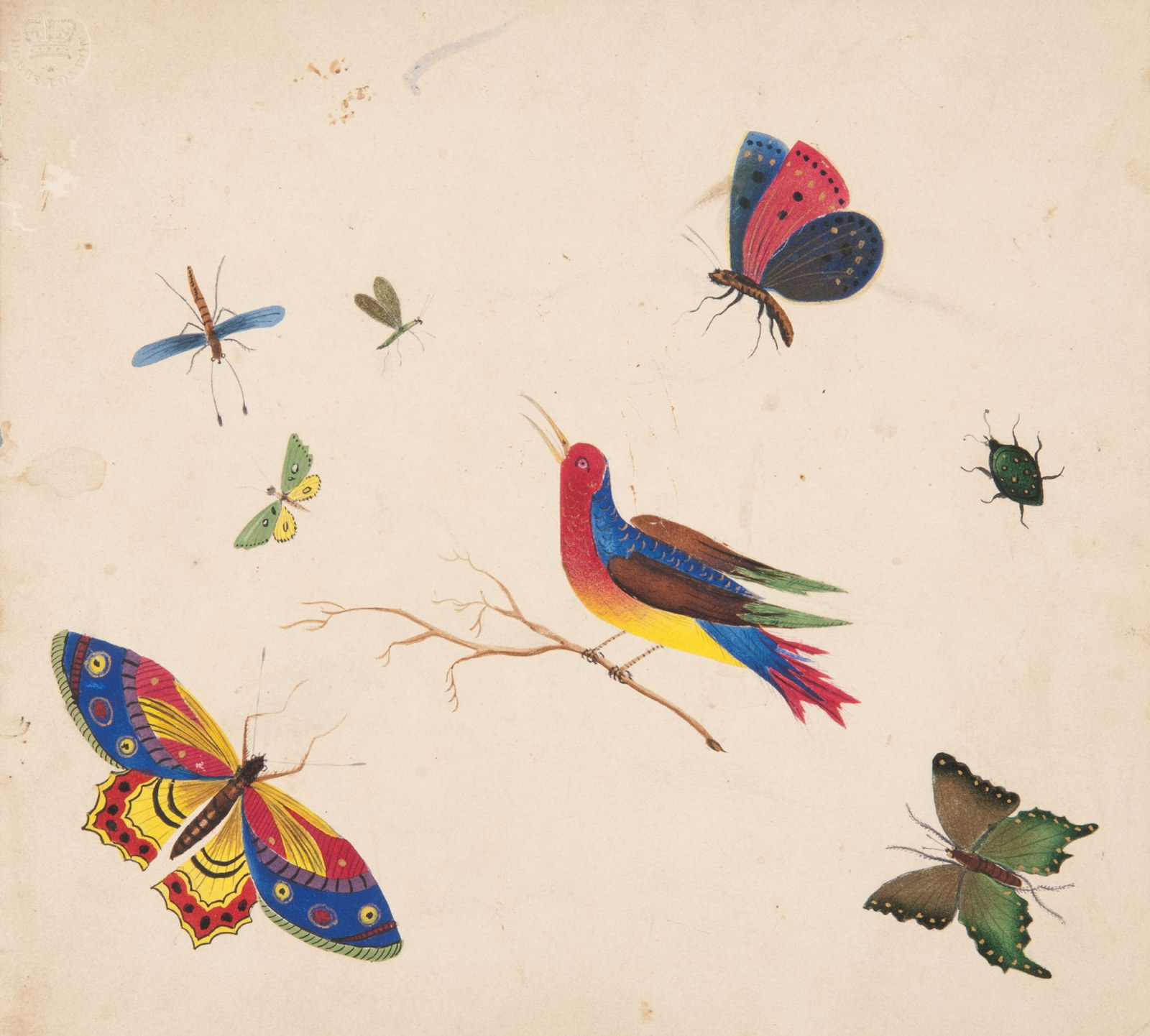 Bird and insects: theorem or poonah painting, attributed to Sarah Ann Jones, Sydney, 1840s