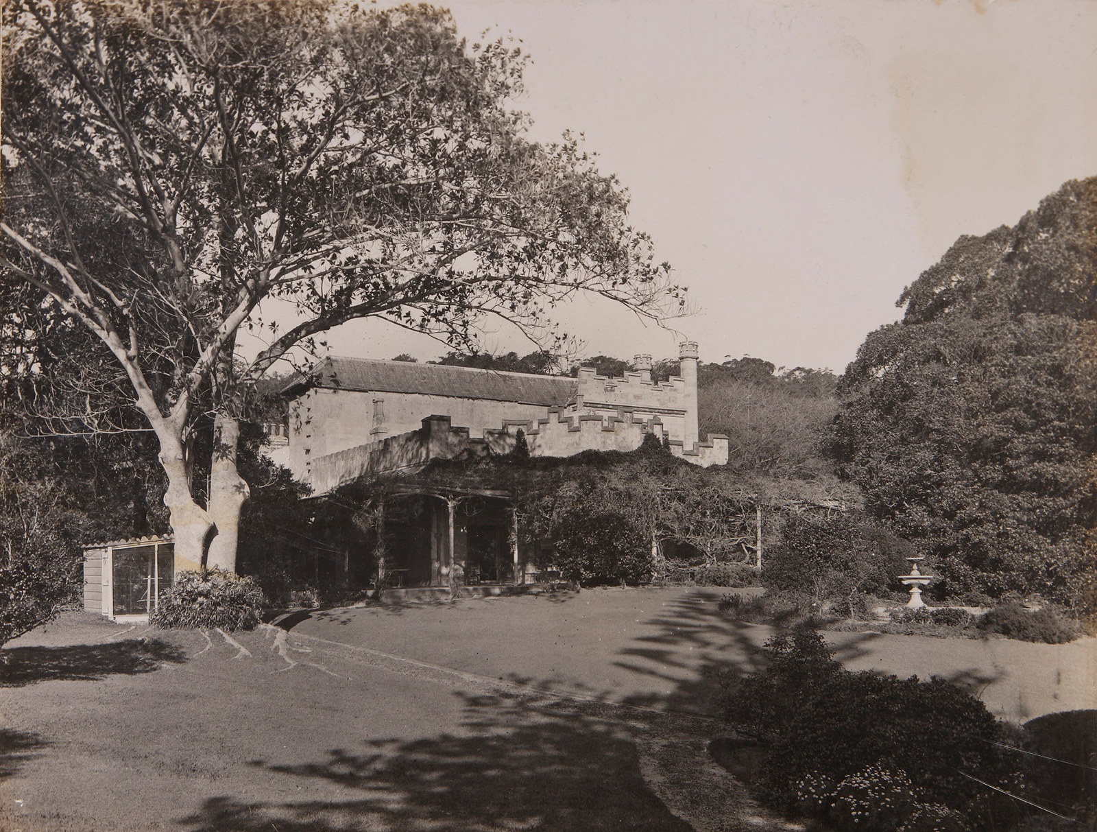 Black and white photograph of Vaucluse House with large fig tree and vine covered verandah