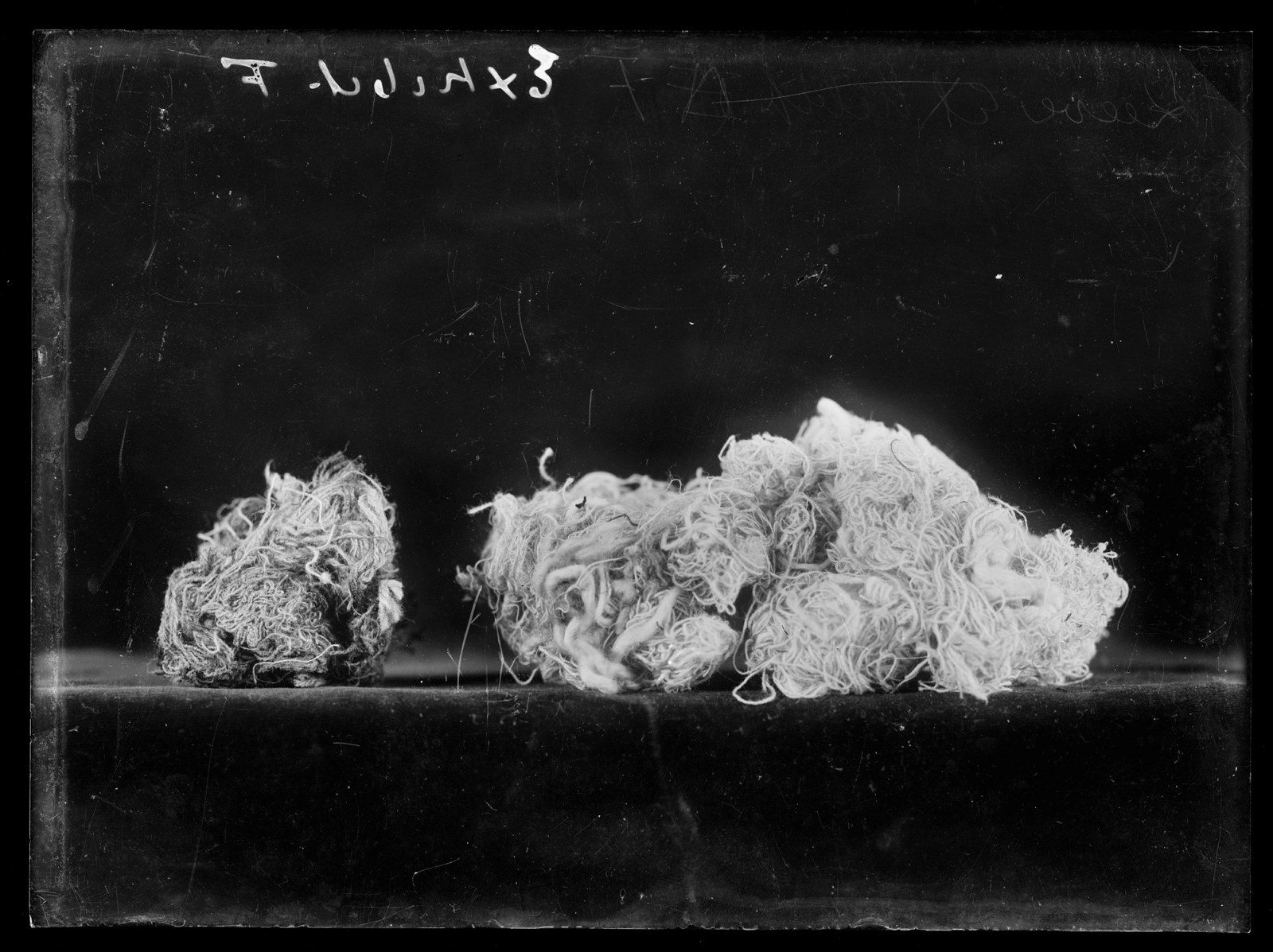 Two bundles of cotton fibres photographed in front of a dark background, presumably a police exhibit presented in the trial of the 'IWW Twelve', Sydney, 1919.