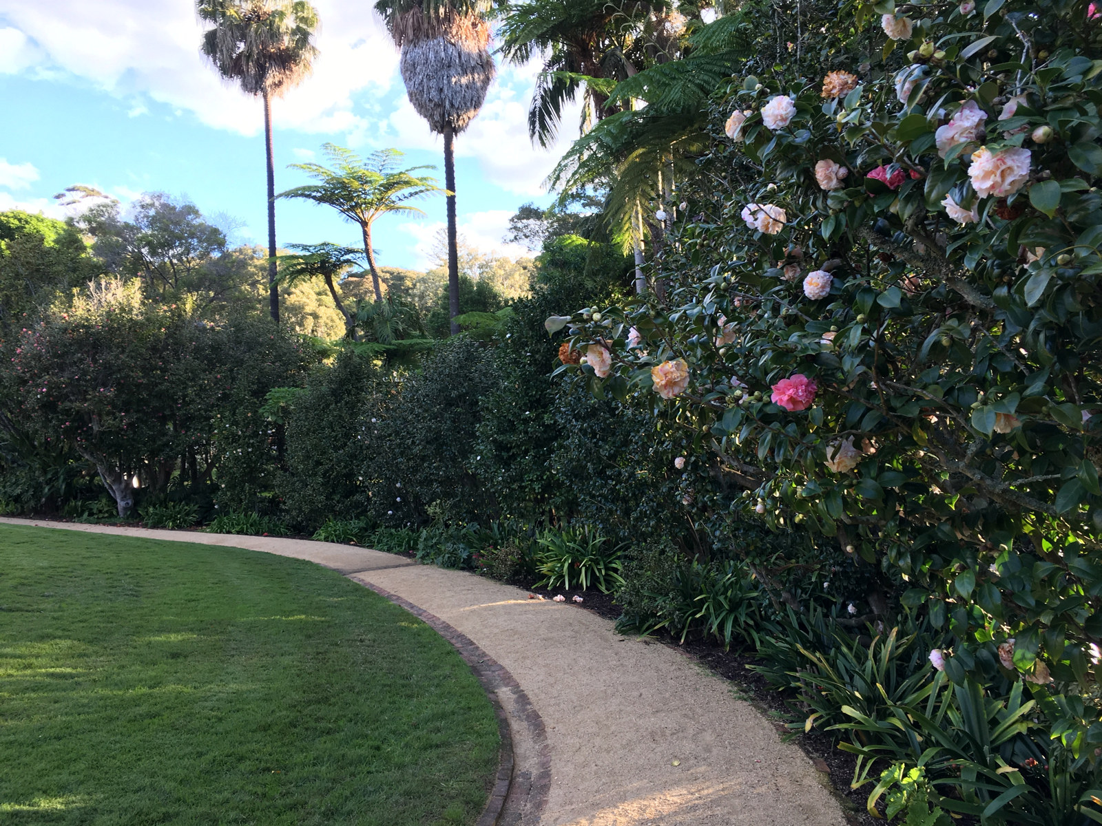 Photo of the gravel path in the Vaucluse House pleasure garden which is lined by camellia cultivars