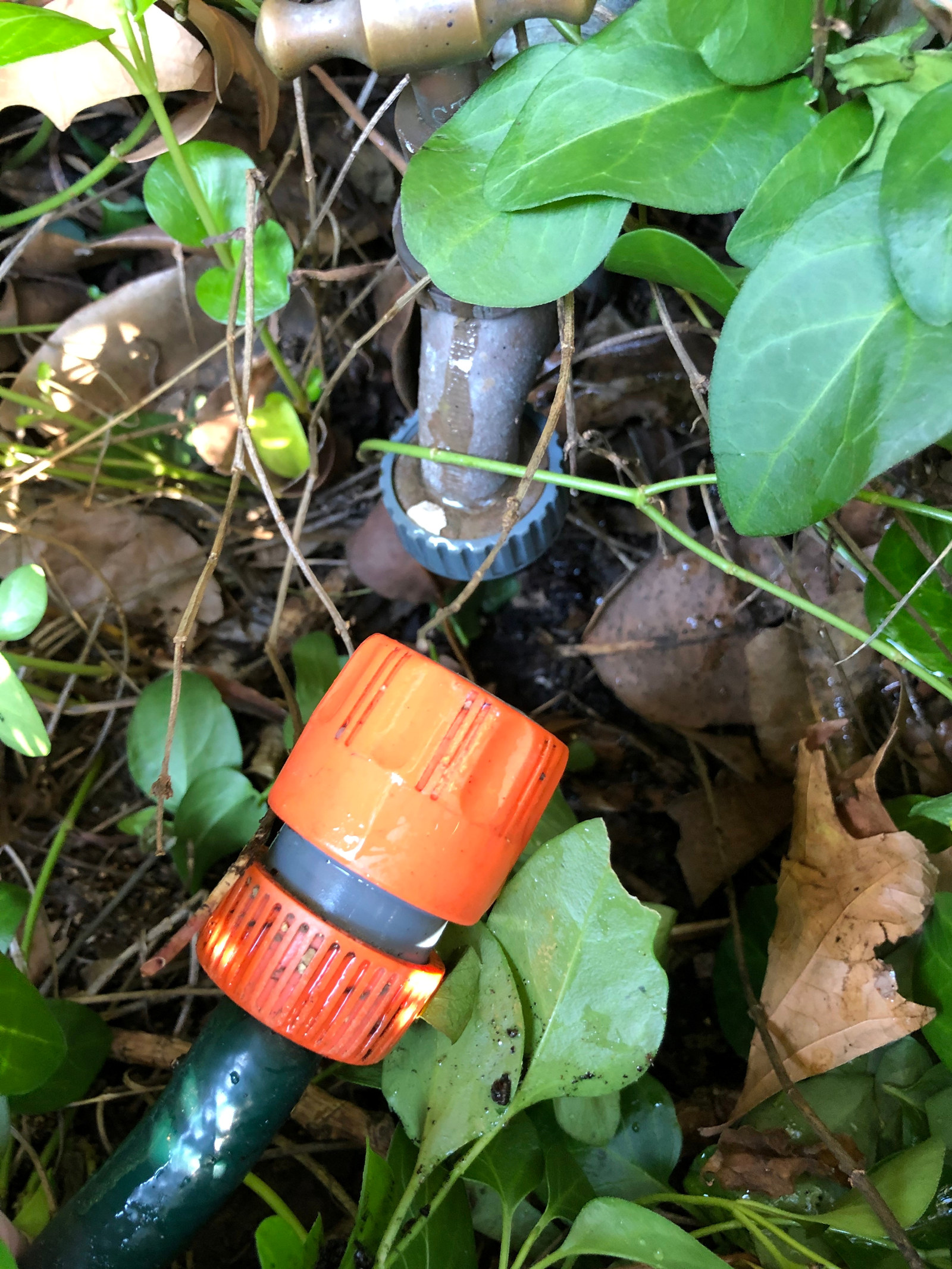 an unplugged hose sits on the ground around a green ground cover plant.