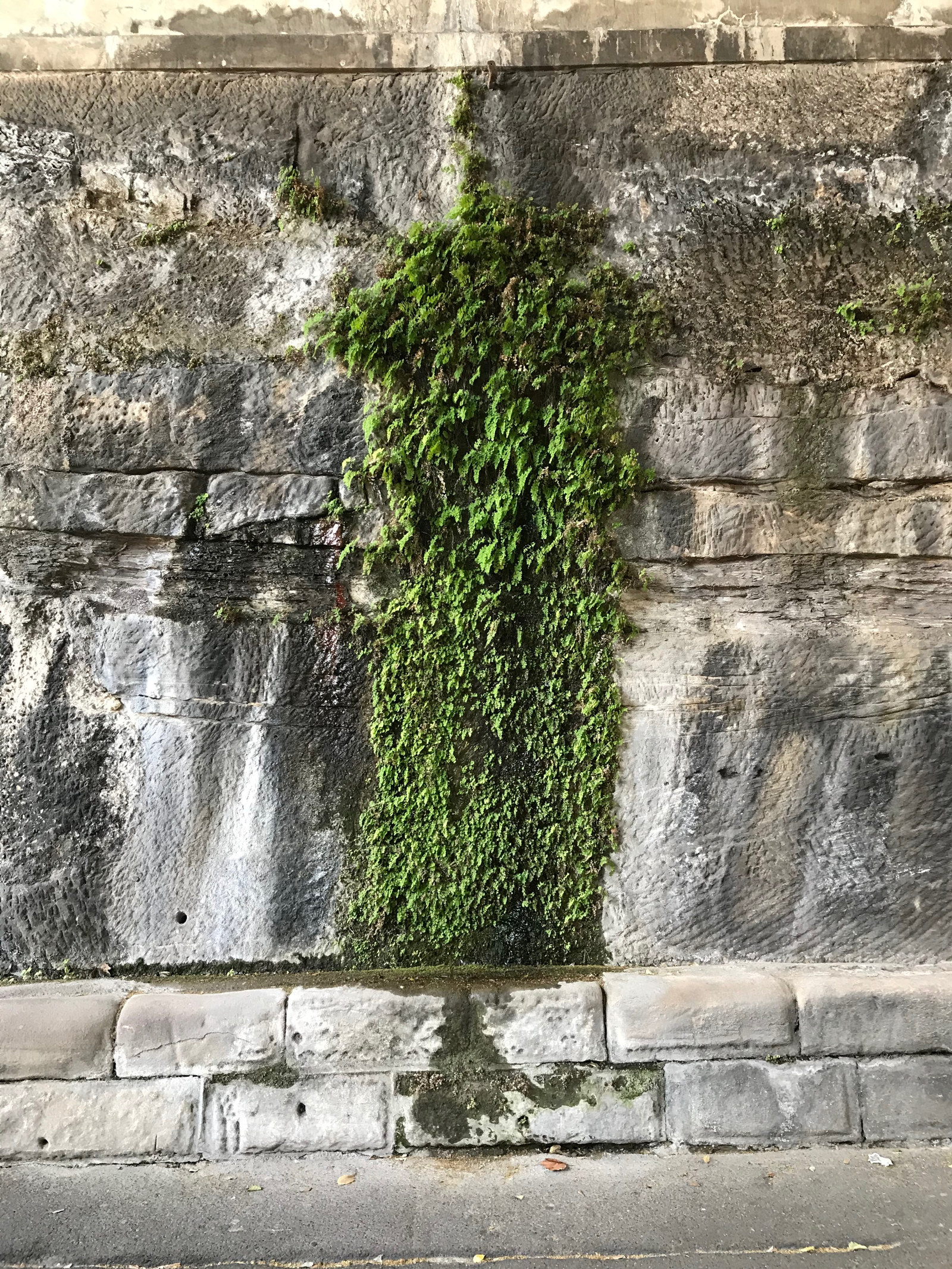 A lush green fern grows on the damp sandstone