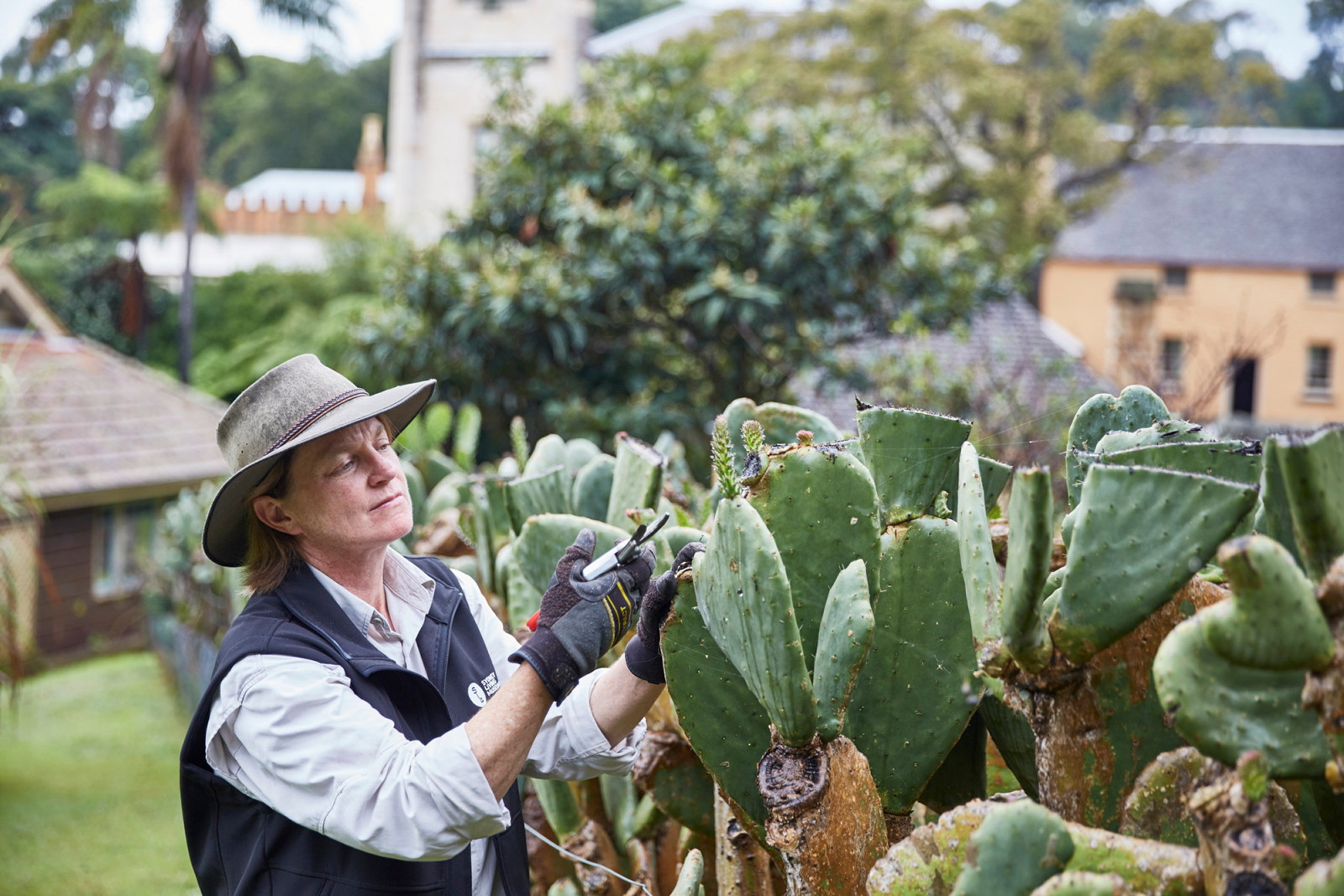Horticulturalists Anita Rayner trimming a prickle pear plant