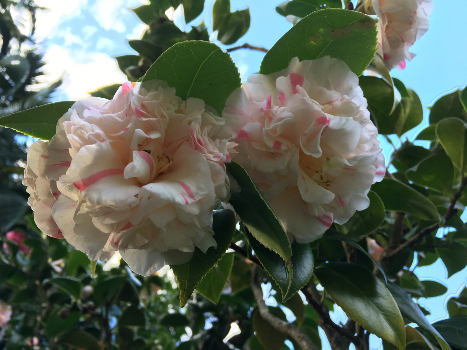 Camellia japonica â€˜Aspasia Macarthurâ€™ at Vaucluse House