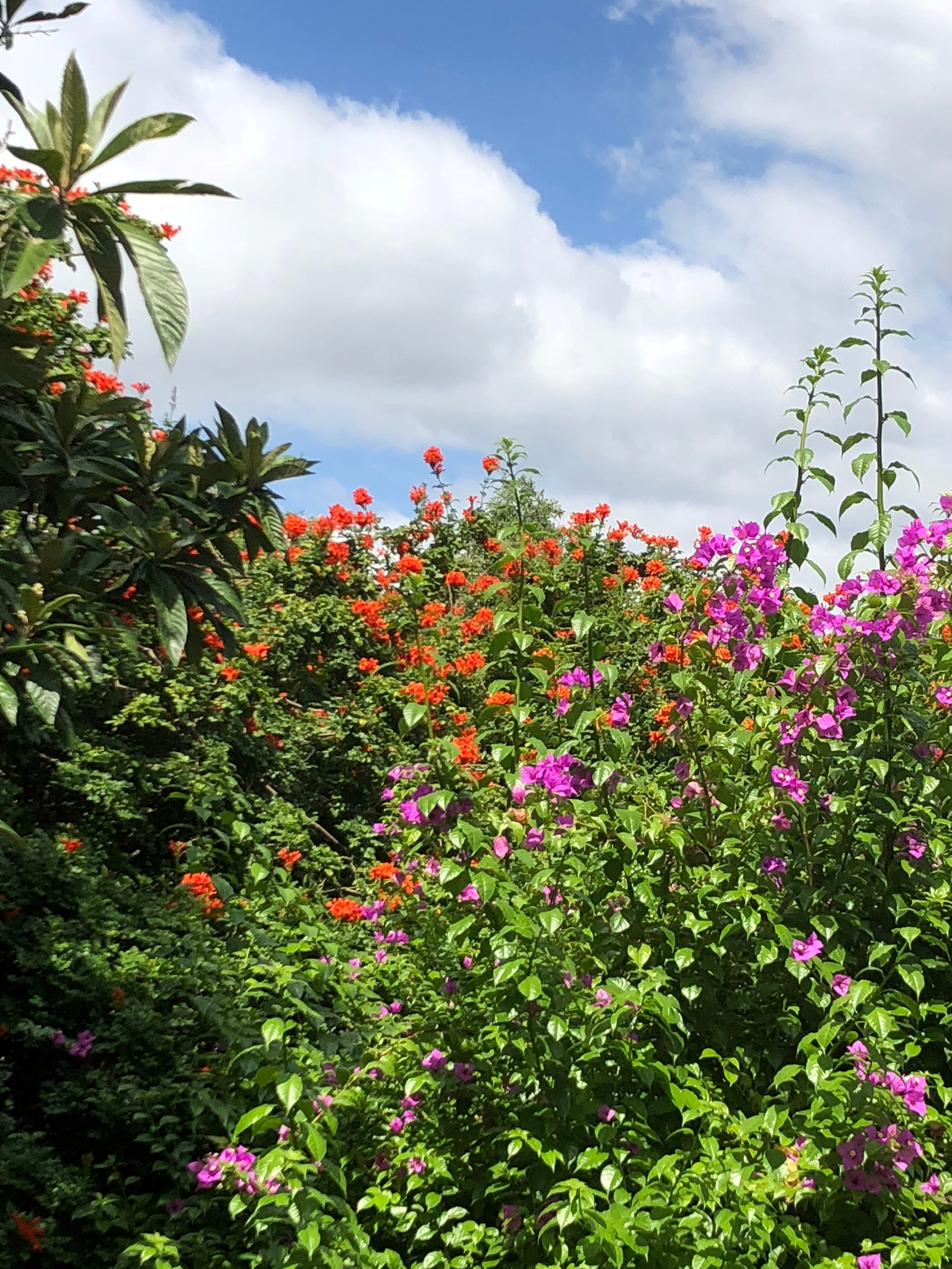 the orange-red flowers of Tecoma capensis clash with the pink-purple from the bougainvillea