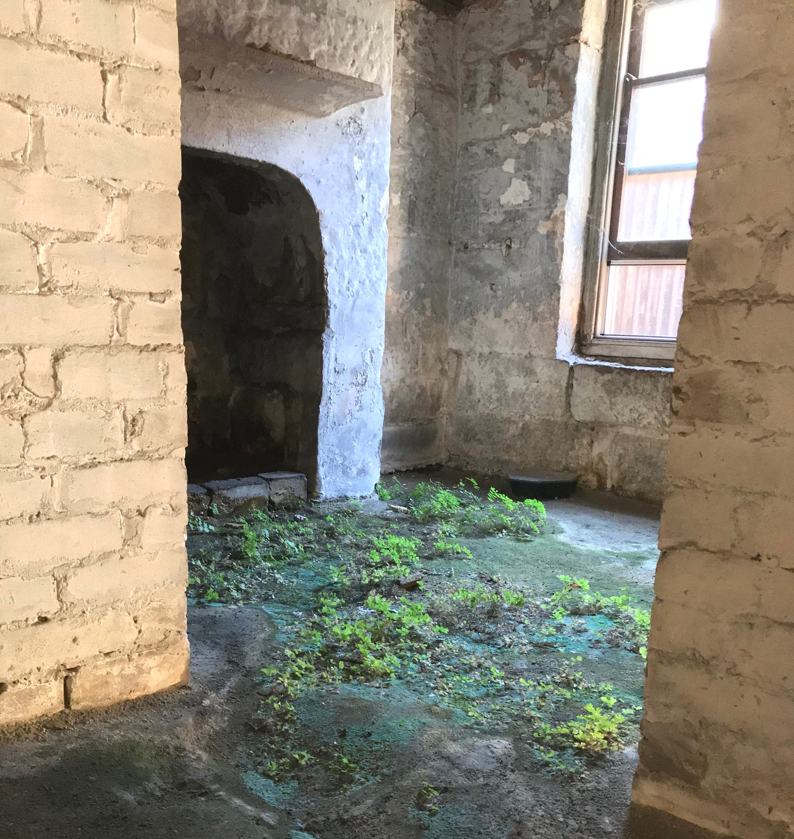 A dim room of Susannah Place with ferns growing on the floor