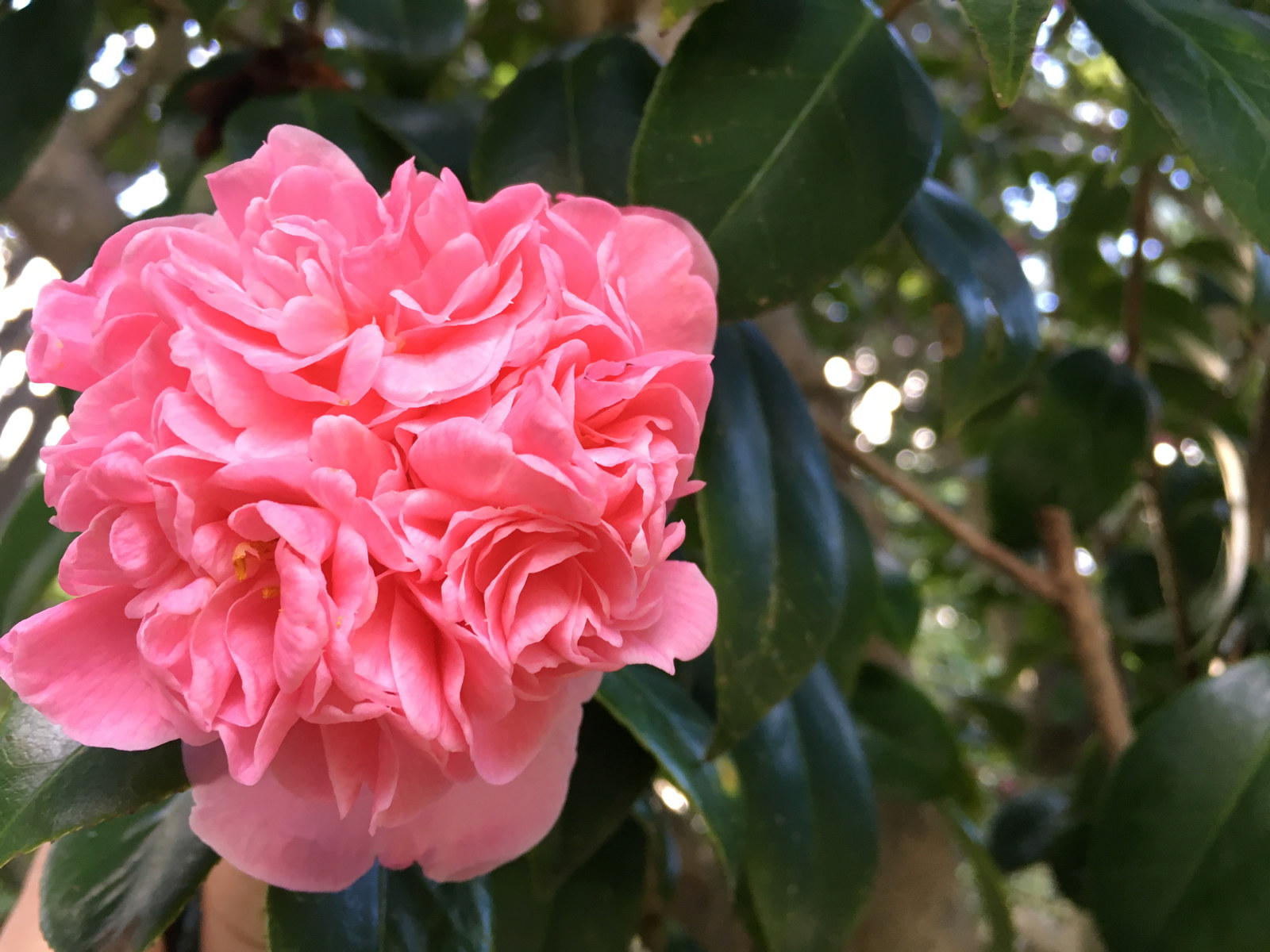 Camellia japonica 'Pompone' at Vaucluse House is a pretty informal double pink flowering variety
