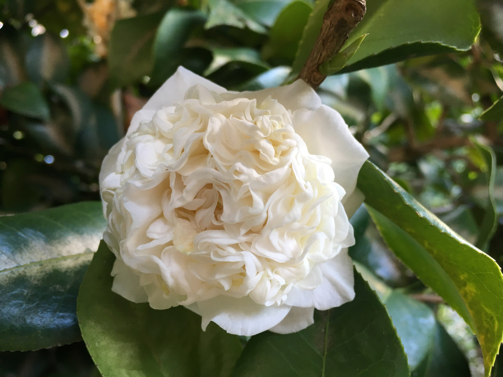 Camellia japonica 'Anemoneflora Alba' at Vaucluse House is known as the white waratah due to its colour and look