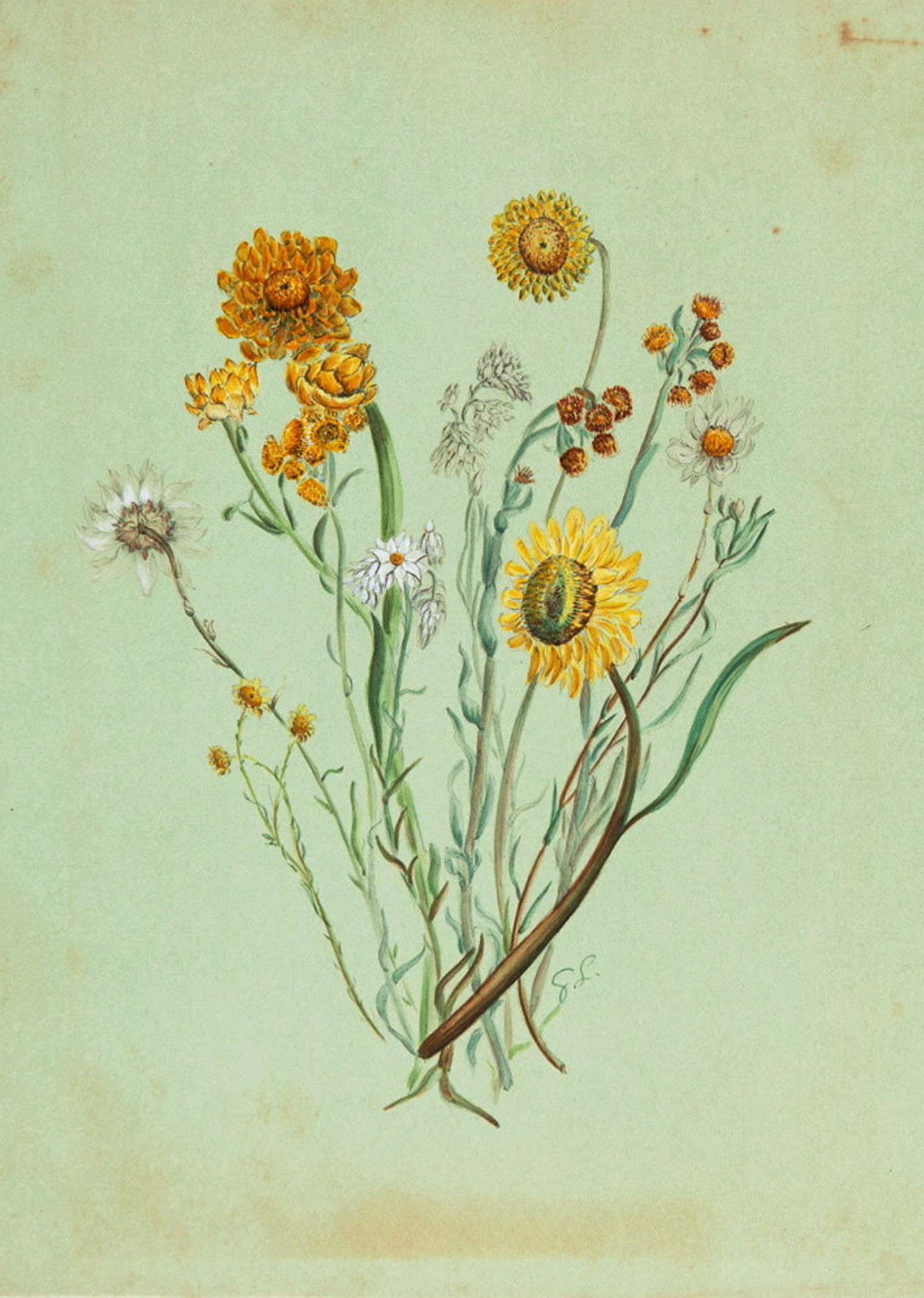 [1] Rhodanthe anthemoides [2] Zerochrysum [3] Coronidium oxylepis [4] Chrysocephalum : watercolour by Gertrude Lovegrove, c1891