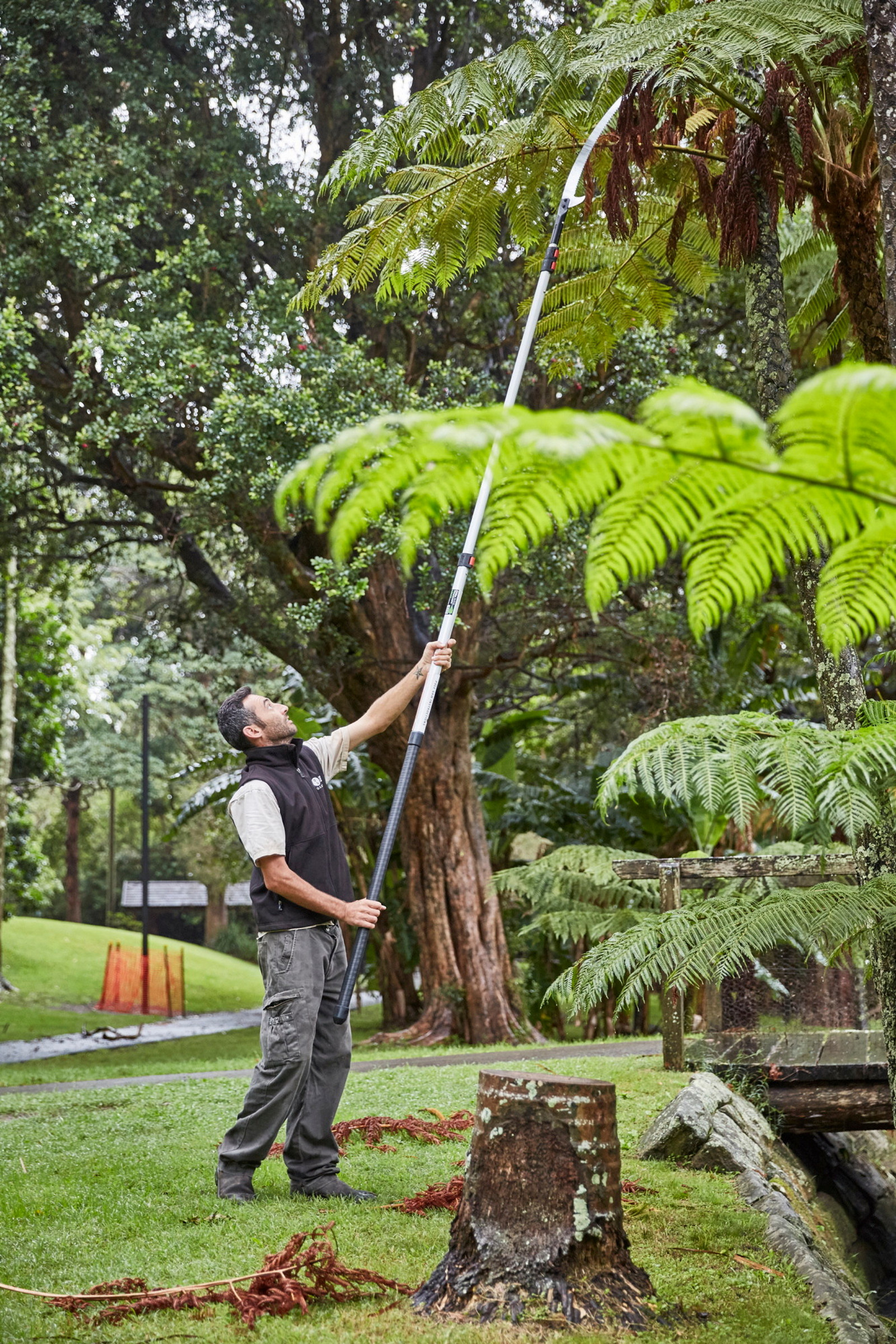 Horticulturalist  Leigh Saeemadarae trimming a palm tree
