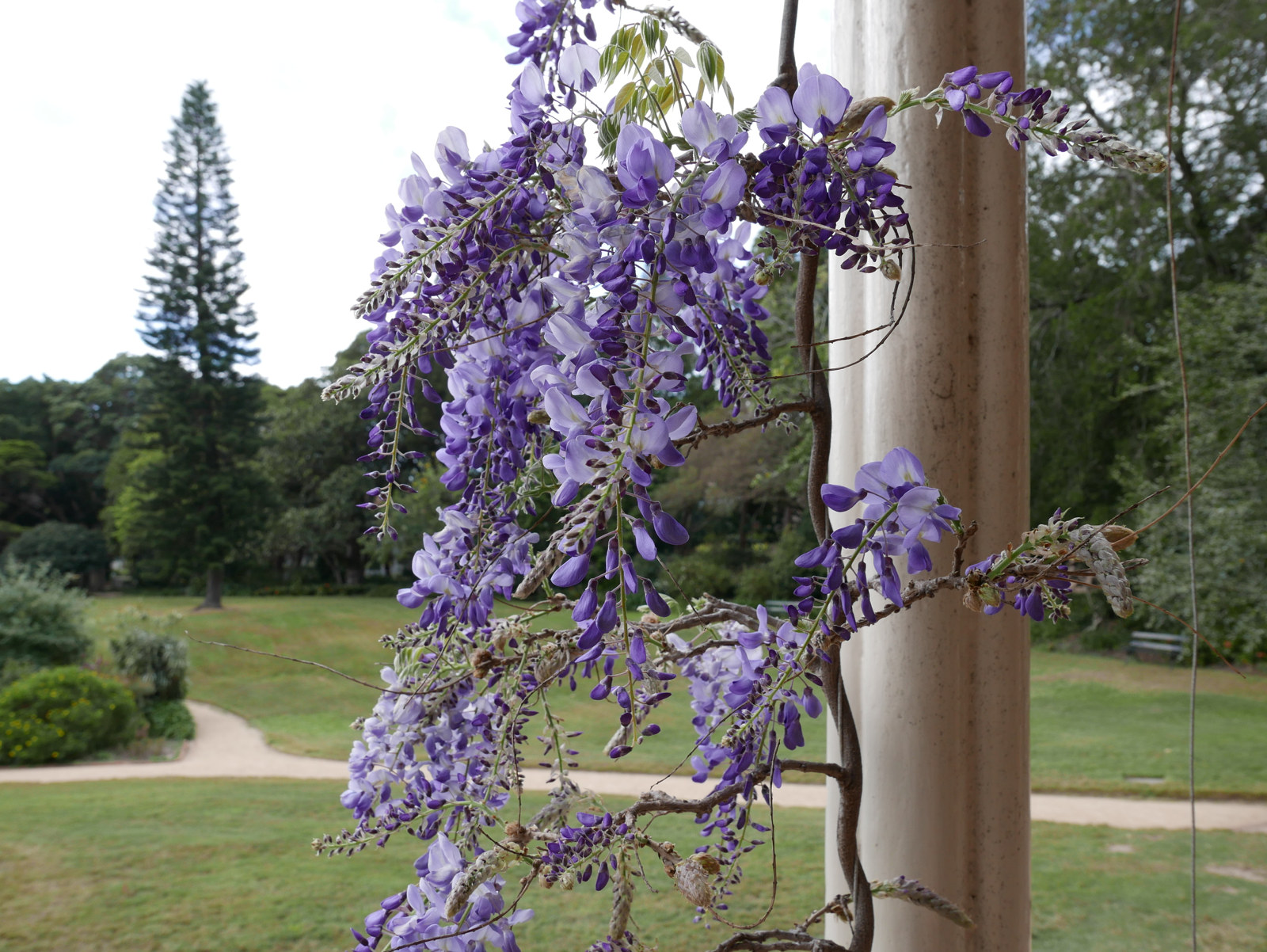The Wisteria starting to bloom on the veranda of Vaucluse House