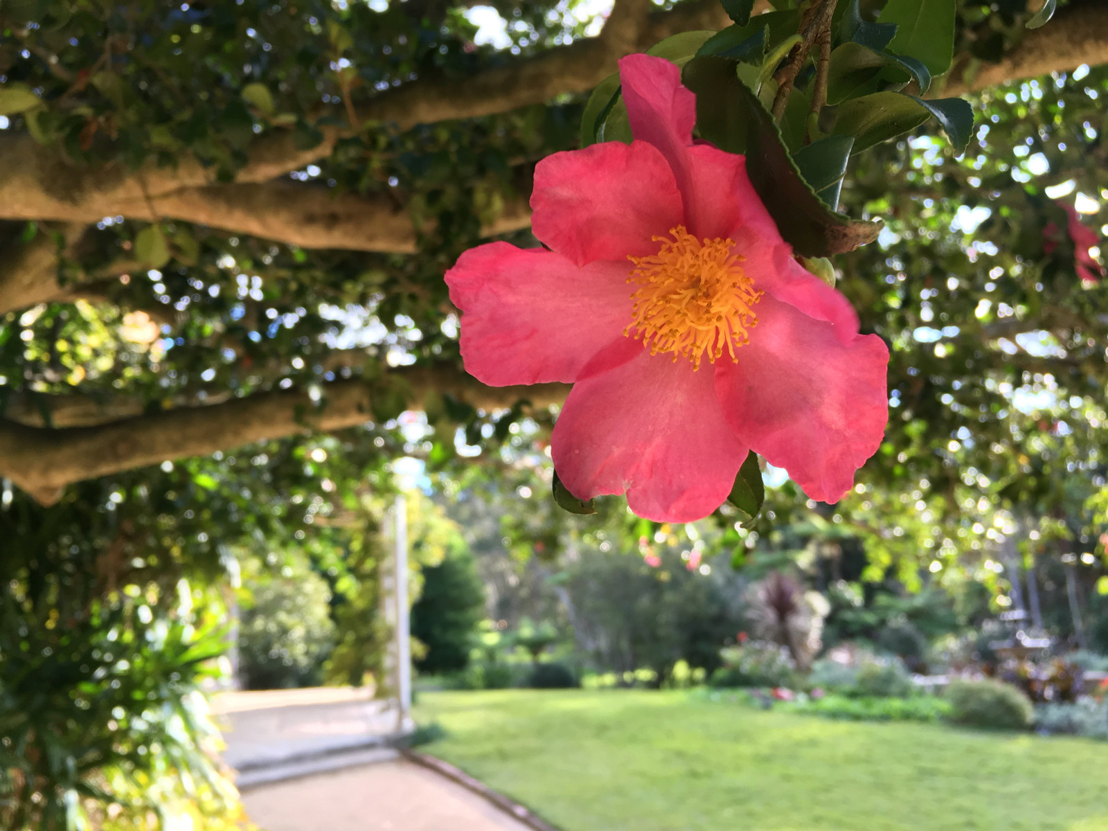 Camellia sasanqua 'Rosea' - the mild pink Camellia with its contrasting yellow stamens at Vaucluse House