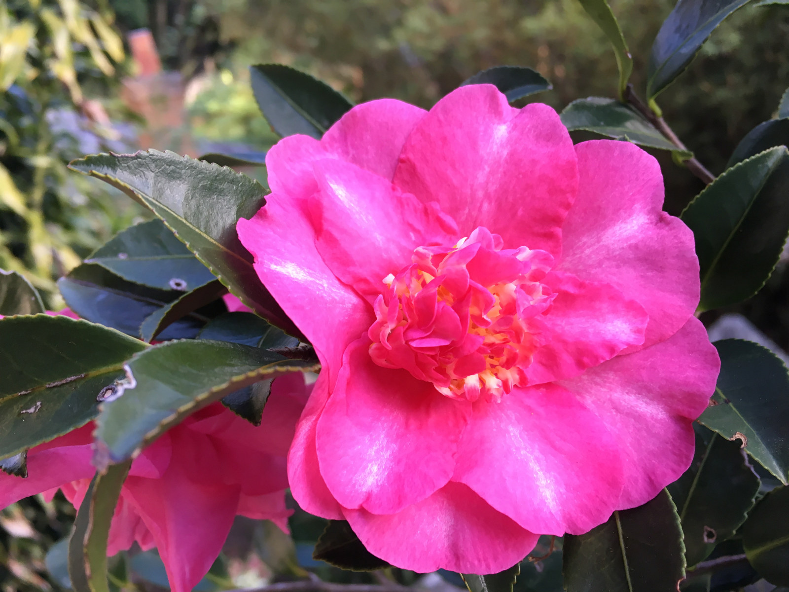 Camellia sasanqua Sp. has bright pink flowers with hidden yellow stamens at Vaucluse House